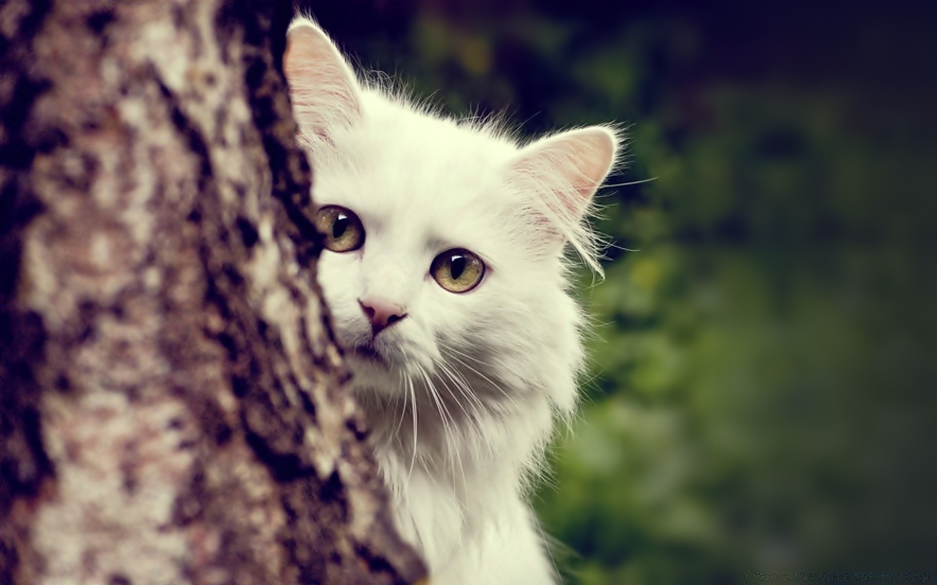 gatos fofa olho gato pele natureza engraçado animal retrato gatinho mamífero bigode jovem cabelo visualização animal de estimação