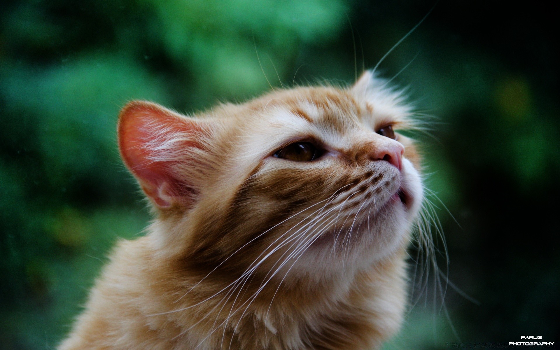 chat mignon chat fourrure animal oeil mammifère jeune animal de compagnie moustache portrait nature peu aperçu cheveux chaton drôlement la faune