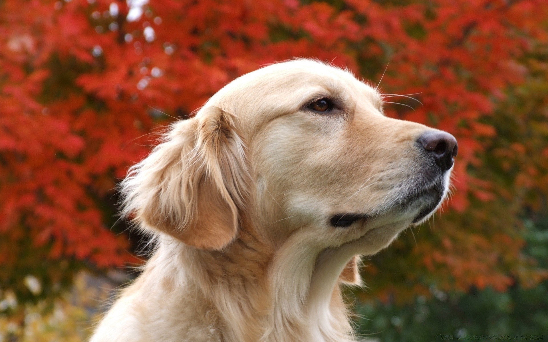 hund hund haustier niedlich hundespezialist säugetier tier natur welpe fell rasse inländische porträt herbst