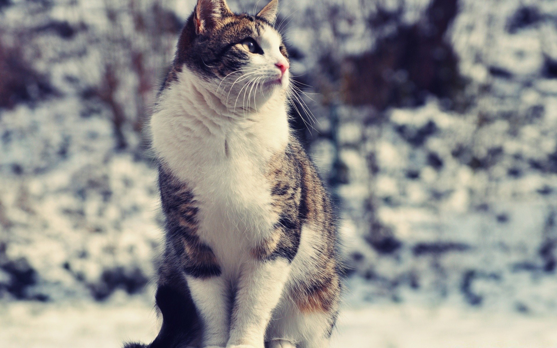 katze tier niedlich säugetier katze natur fell haustier porträt auge im freien ansicht tierwelt wenig sitzen inländische