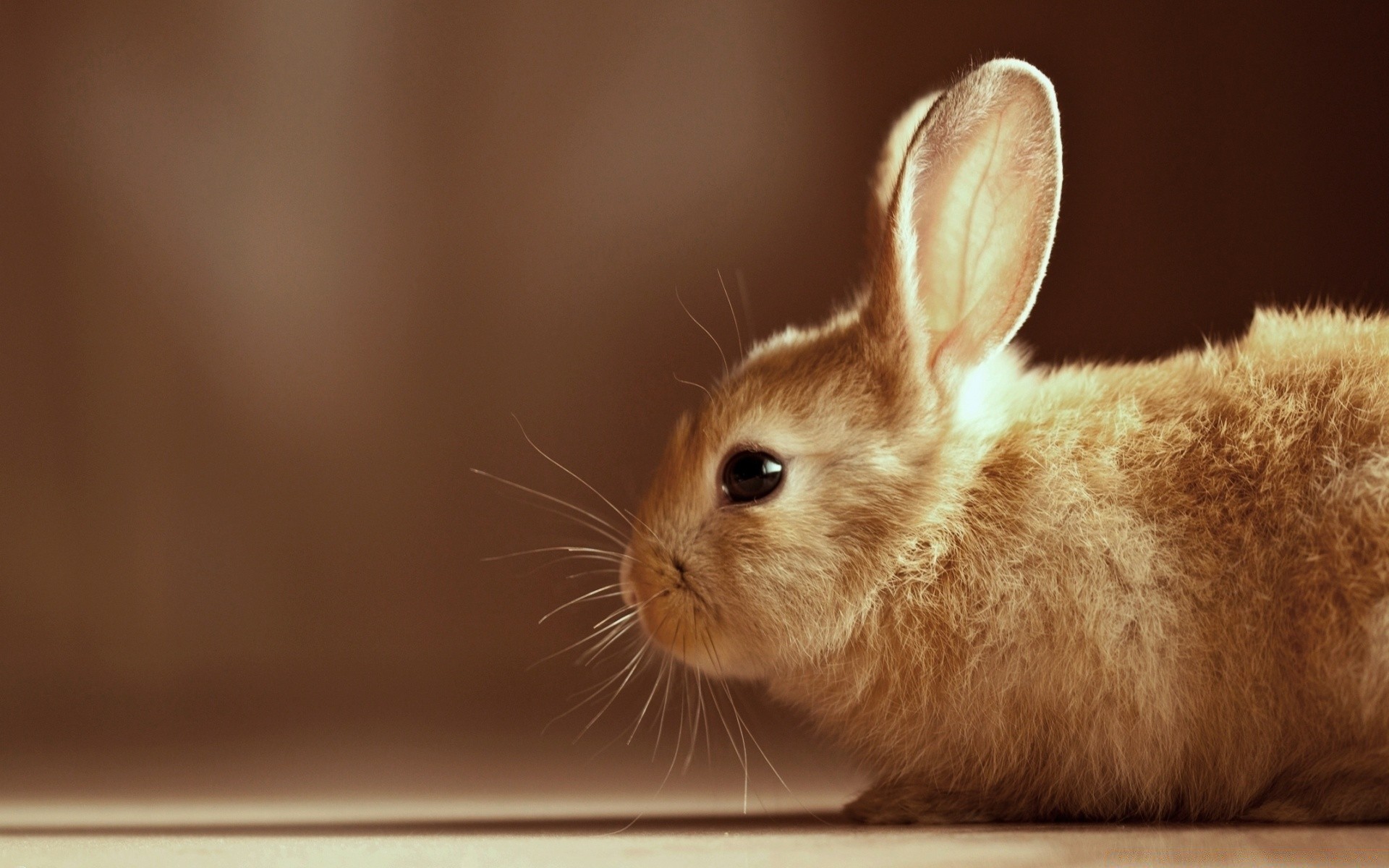 gatti coniglio carino coniglietto piccolo pasqua animale domestico bambino mammifero pelliccia