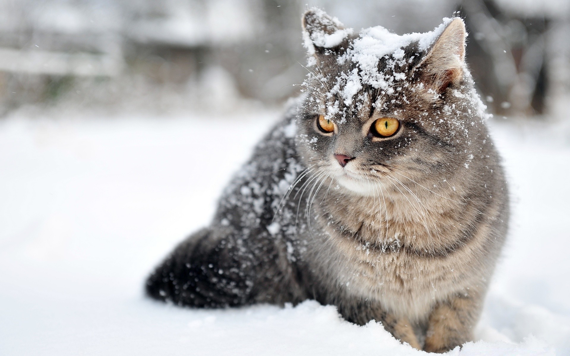 gatos inverno neve frio mamífero animal natureza