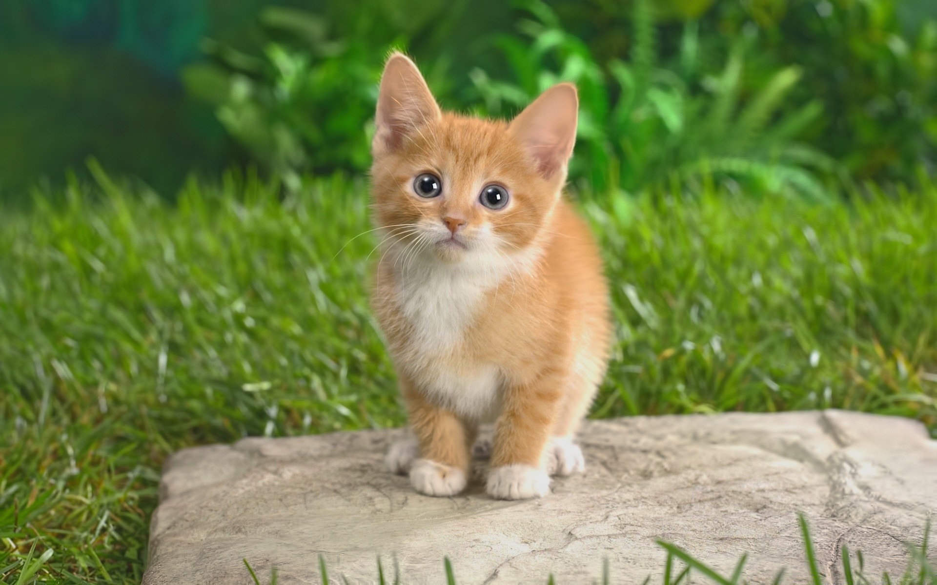 gatos fofa animal pele pequeno jovem mamífero sentar-se animal de estimação grama natureza gato visualização olho criança