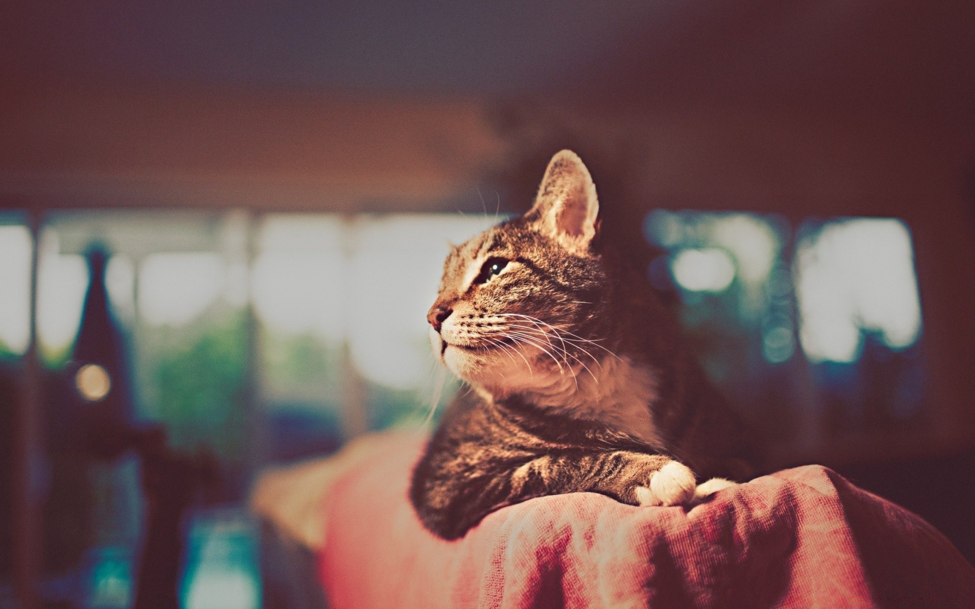 kediler kedi portre bir memeli evde beslenen hayvan yavru kedi hayvan kapalı