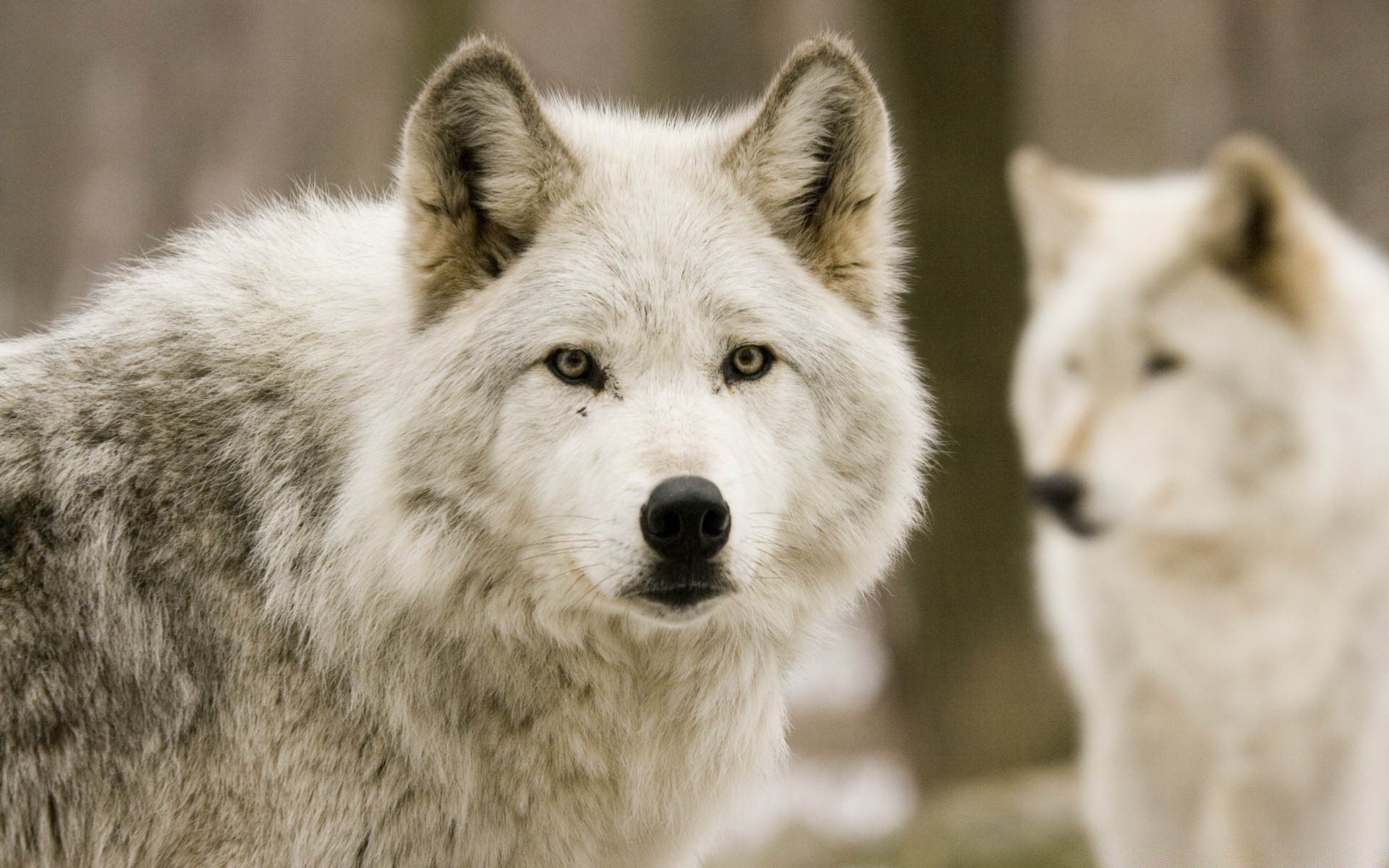 cães lobo mamífero vida selvagem cinegrafista predador natureza gelado cão ao ar livre inverno neve selvagem pele animal retrato