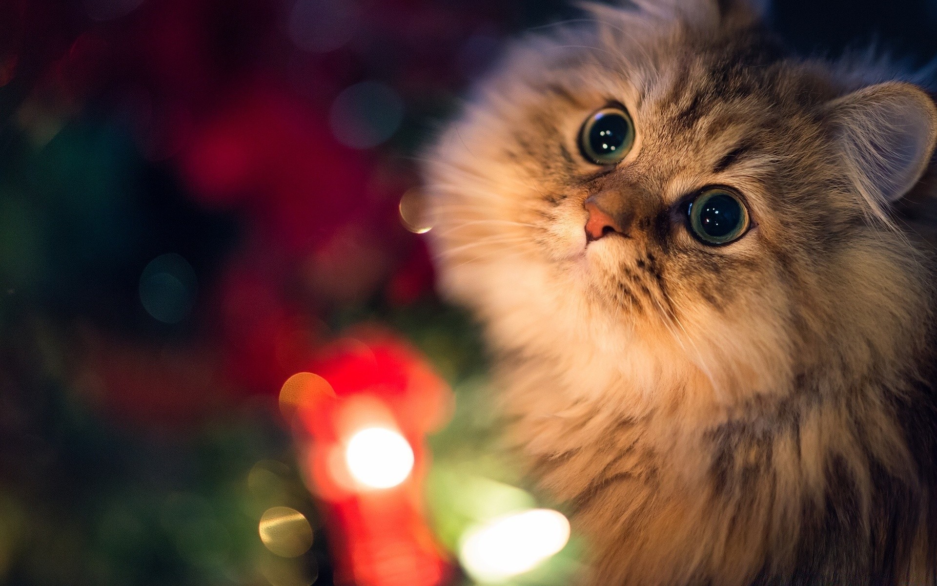 cats christmas cat blur portrait mammal