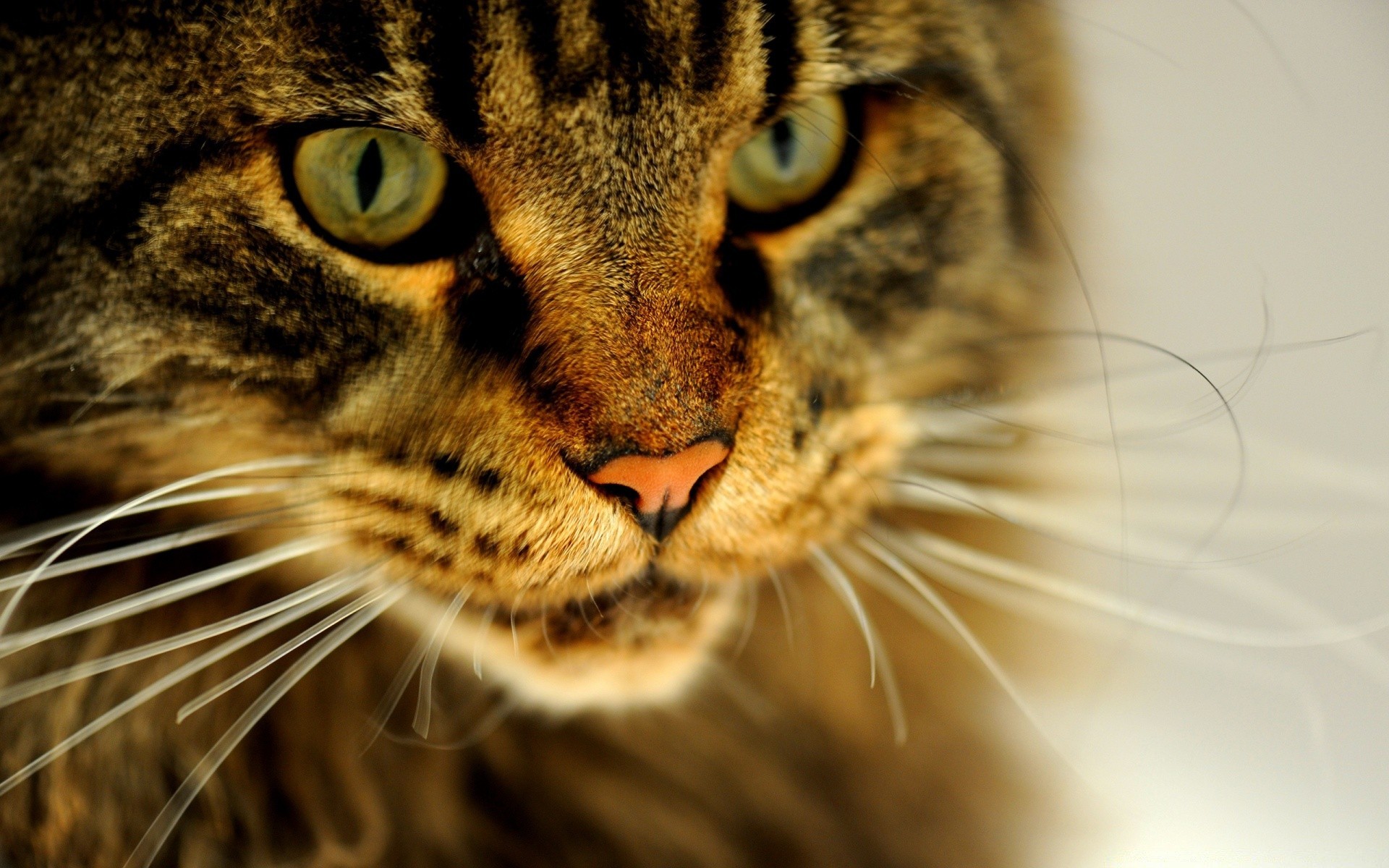 kediler kedi portre hayvan kürk memeli evde beslenen hayvan göz yavru kedi doğa sevimli kafa yüz yerli kabarık tekir saç bıyık tarama