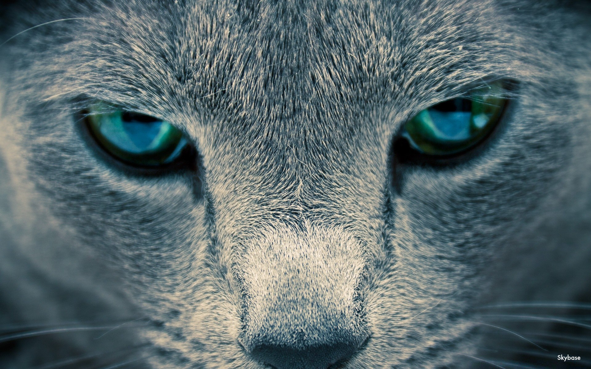 cats eye portrait animal cat mammal nature fur face cute wildlife pet staring nose zoo looking