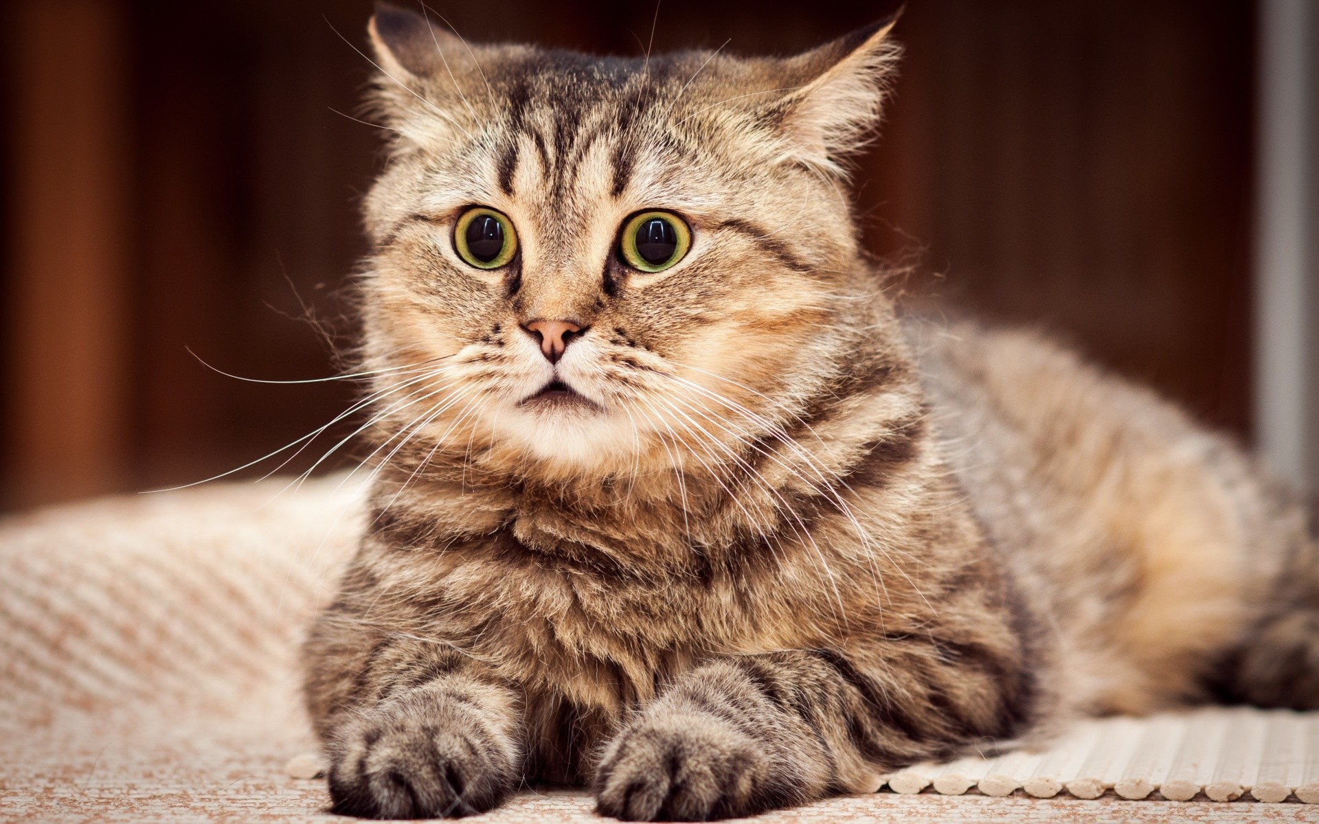 katze katze haustier niedlich tier inländische kätzchen säugetier fell porträt wenig liebenswert auge