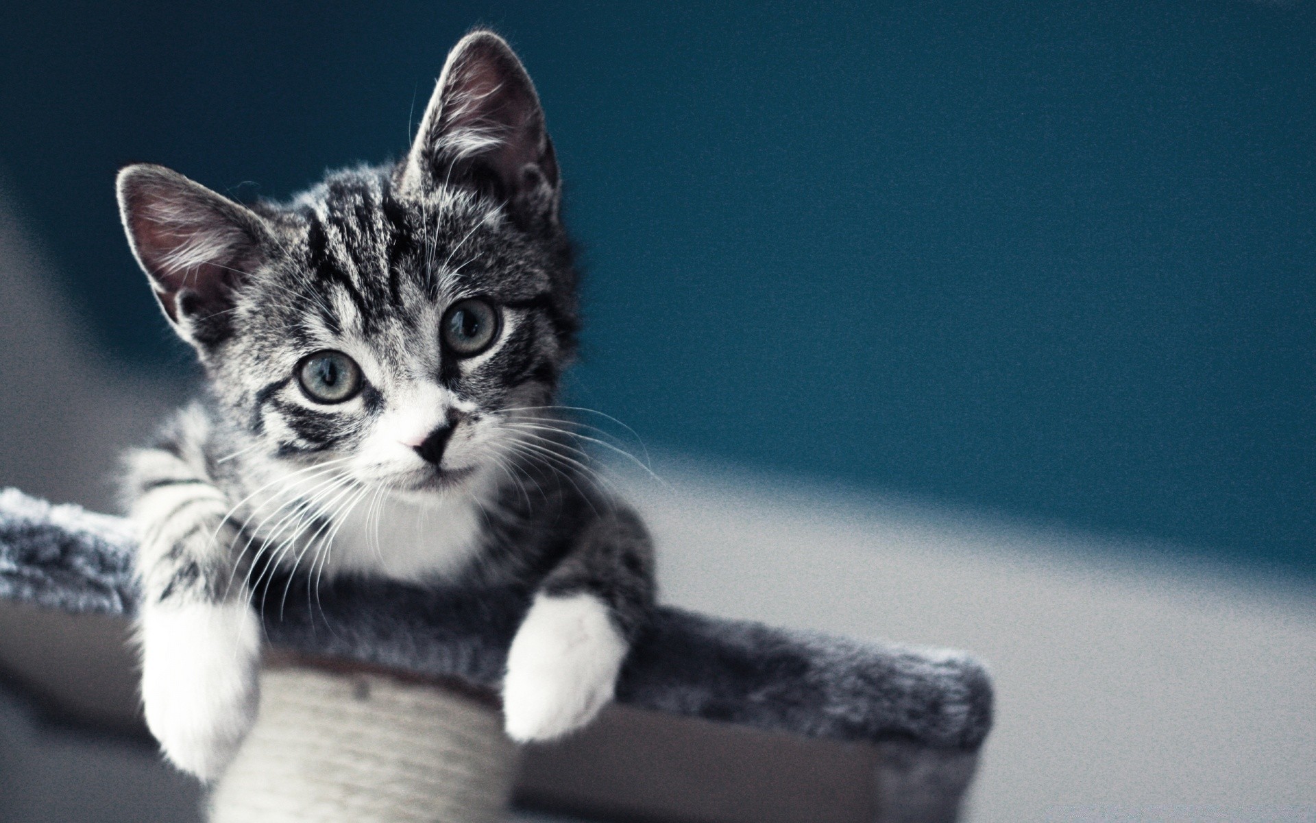 katzen katze kätzchen säugetier haustier niedlich porträt fell tier auge wenig