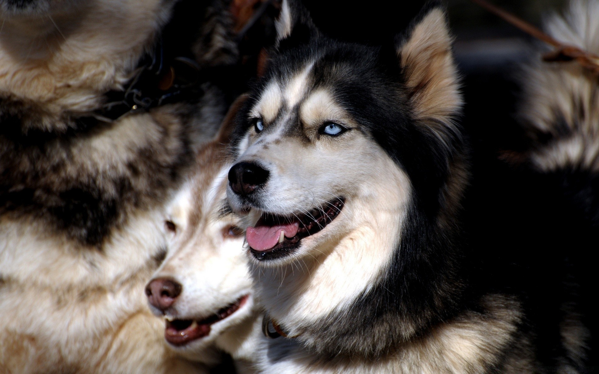 chien chien cynologue mammifère animal de compagnie mignon chiot portrait animal fourrure race loup aperçu berger sibérien pur-sang traîneau oeil berger pedigree