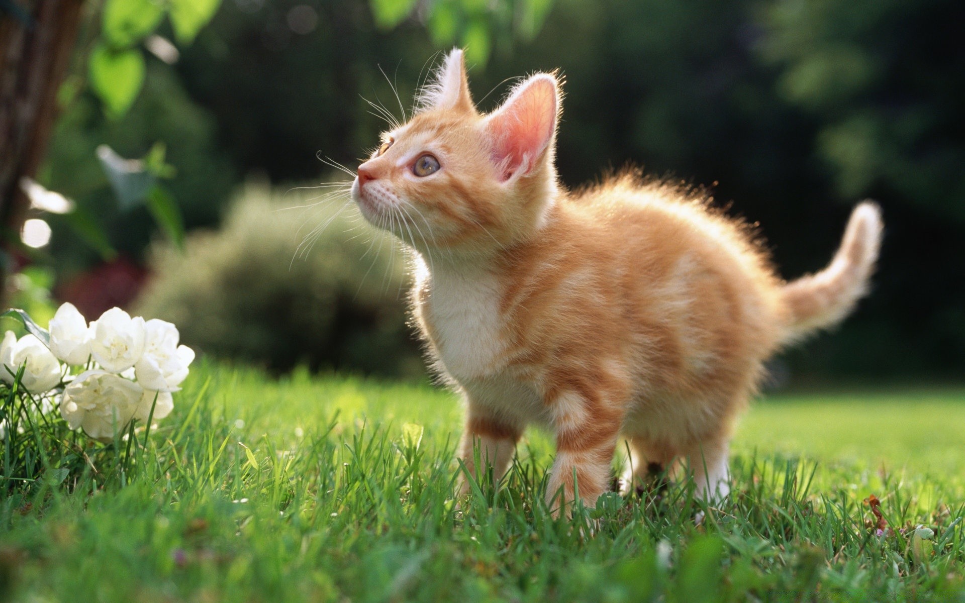 gatos animal mamífero lindo hierba naturaleza piel joven mascota pequeño niño retrato doméstico