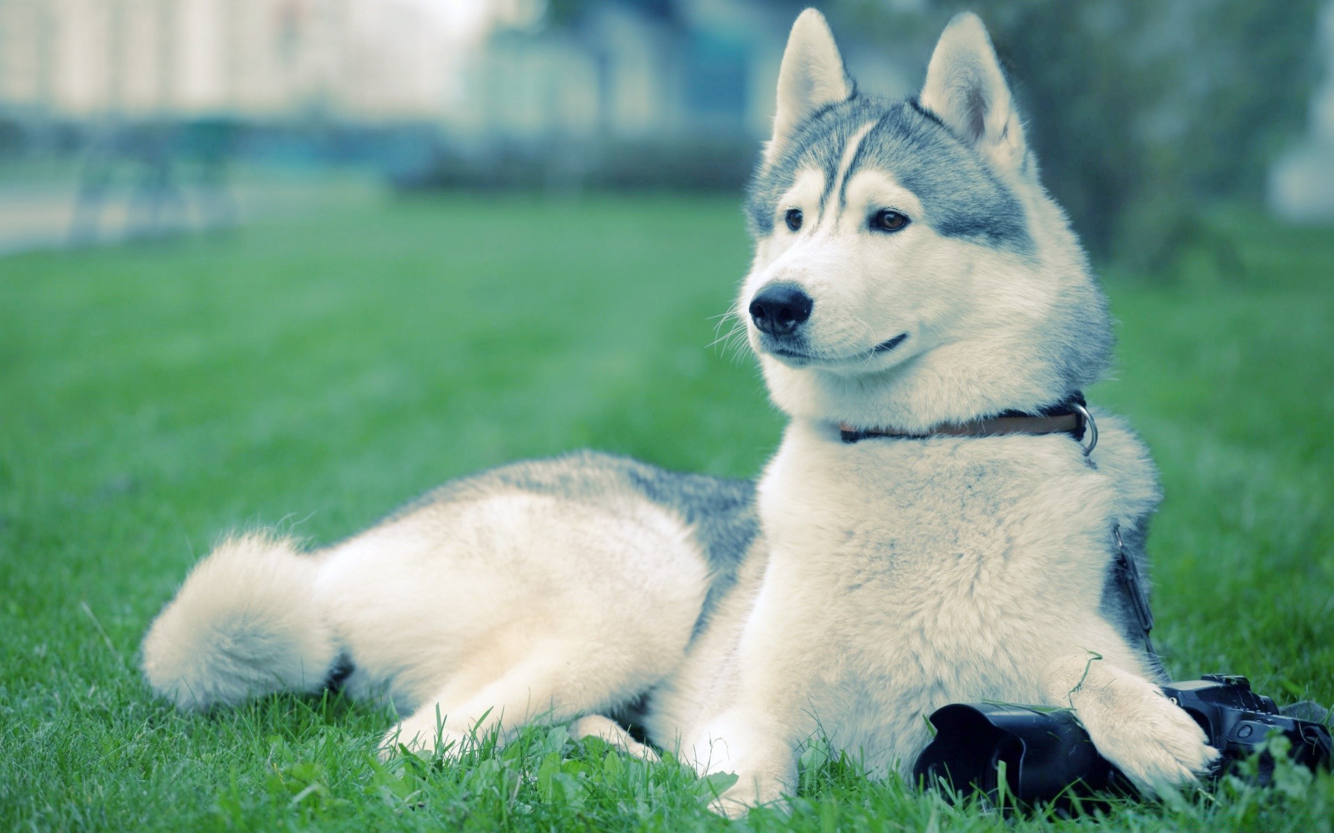 cani cane mammifero canino erba carino animale animale domestico cucciolo ritratto pelliccia