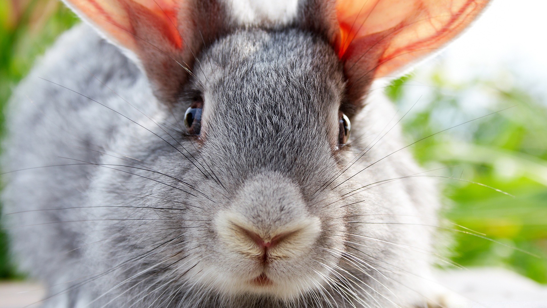 chat animal lapin nature mignon fourrure mammifère animal de compagnie lapin petit domestique vers le bas rongeur portrait