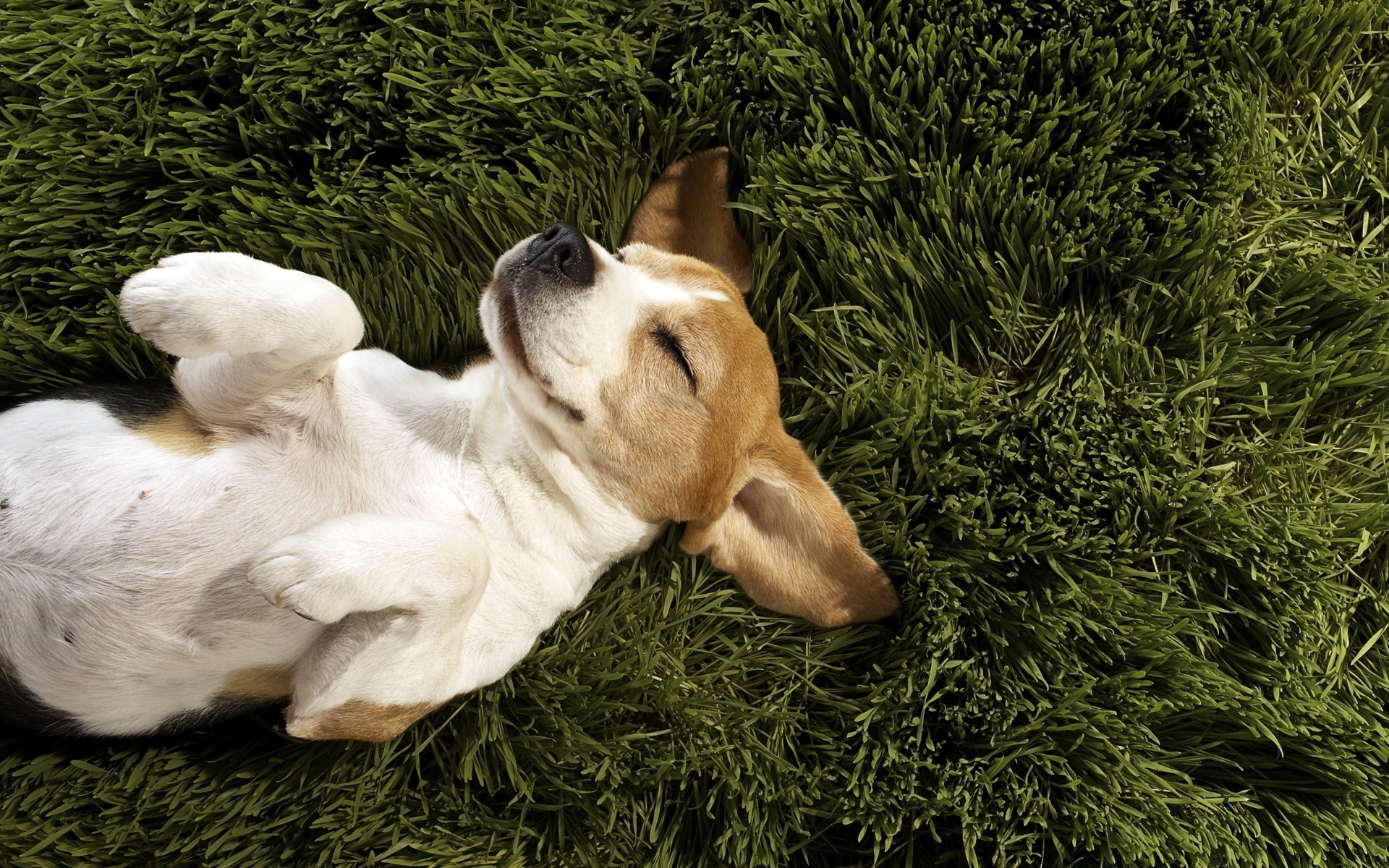 hunde hund säugetier tier hundespezialist gras haustier niedlich welpe ein