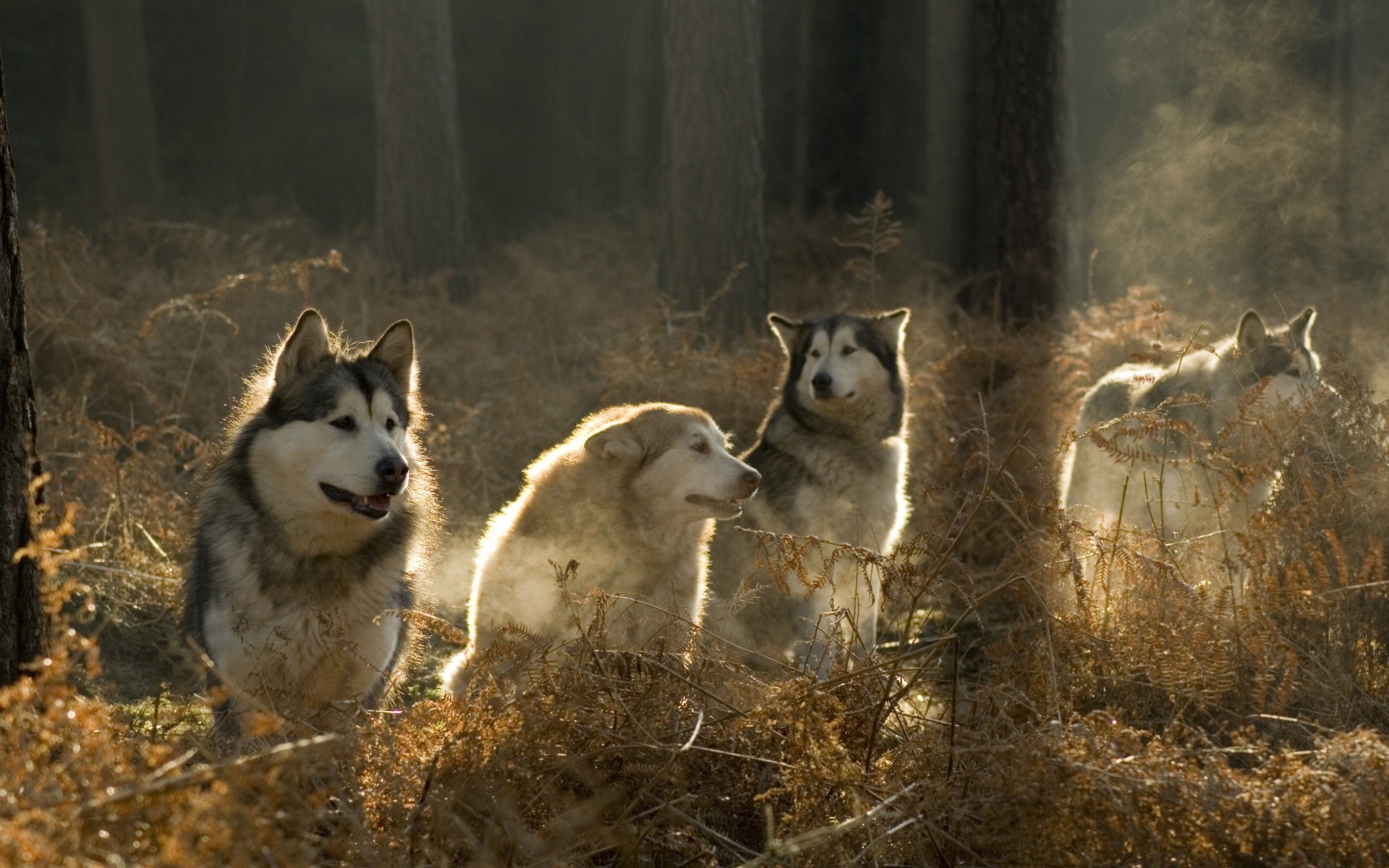 perros mamífero lobo perro canino escarchado invierno solo al aire libre nieve naturaleza retrato animal dos