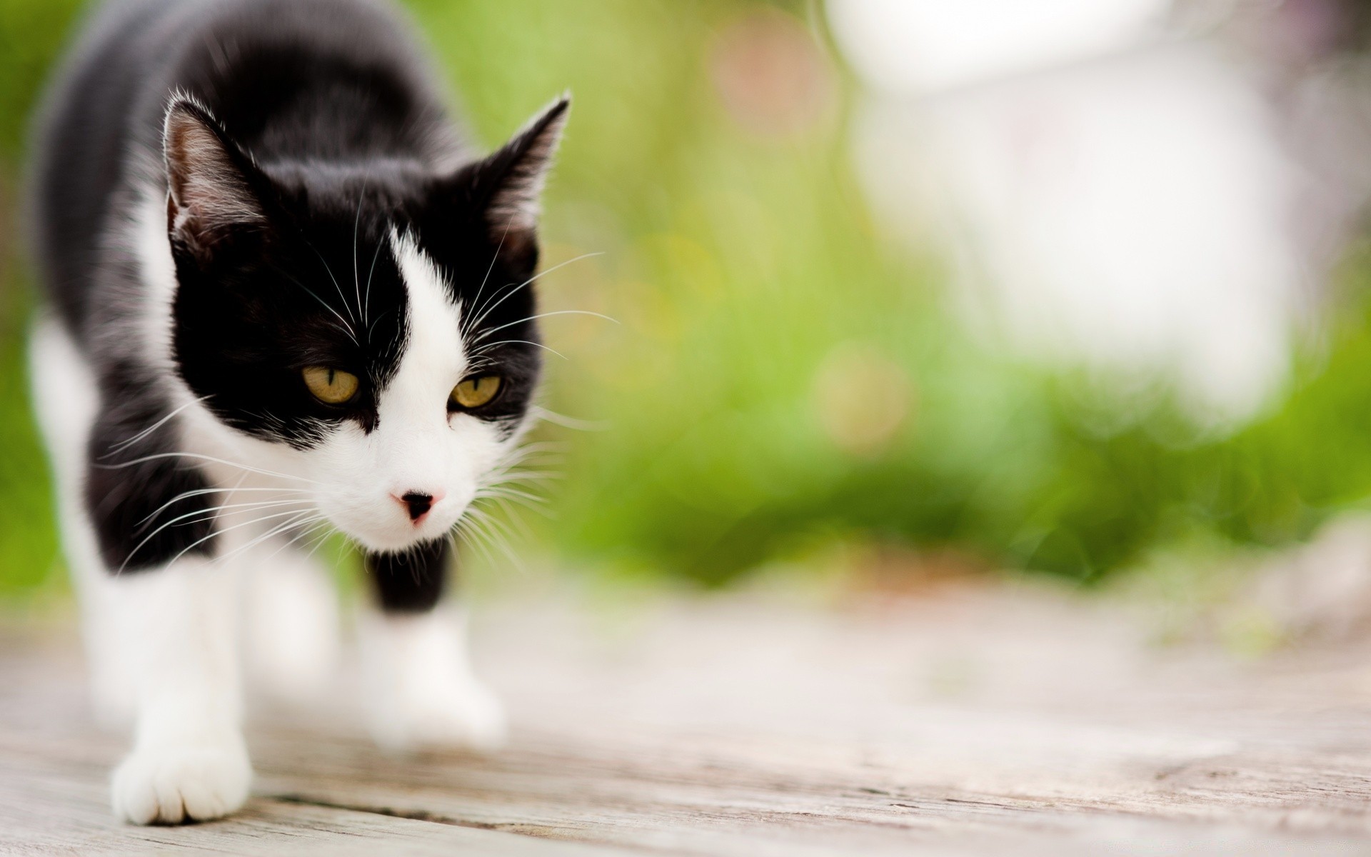 gatos animal gato lindo naturaleza retrato ojo mascota piel gatito pequeño joven niño doméstico