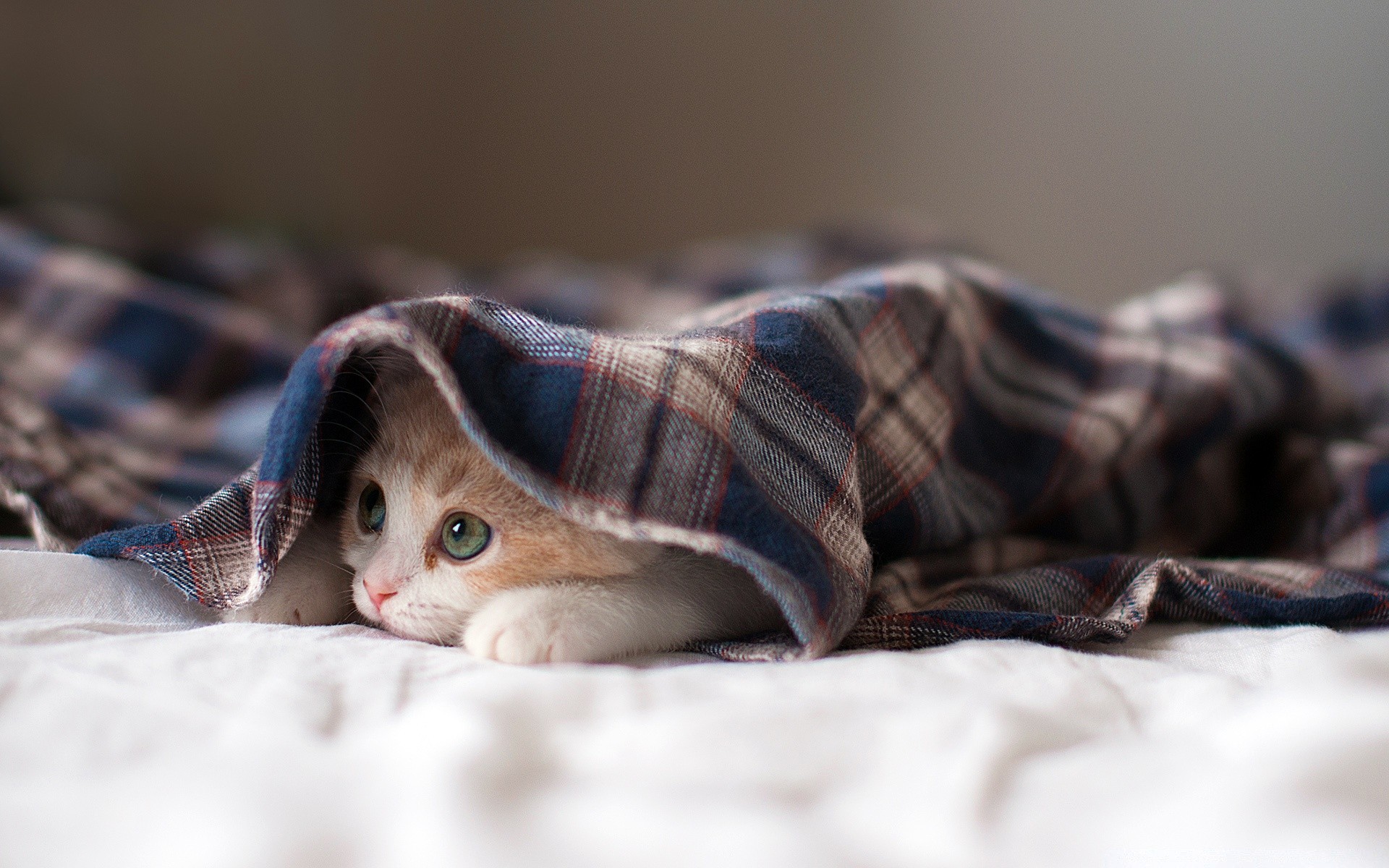 katzen porträt tier schlafen natur bett ein farbe