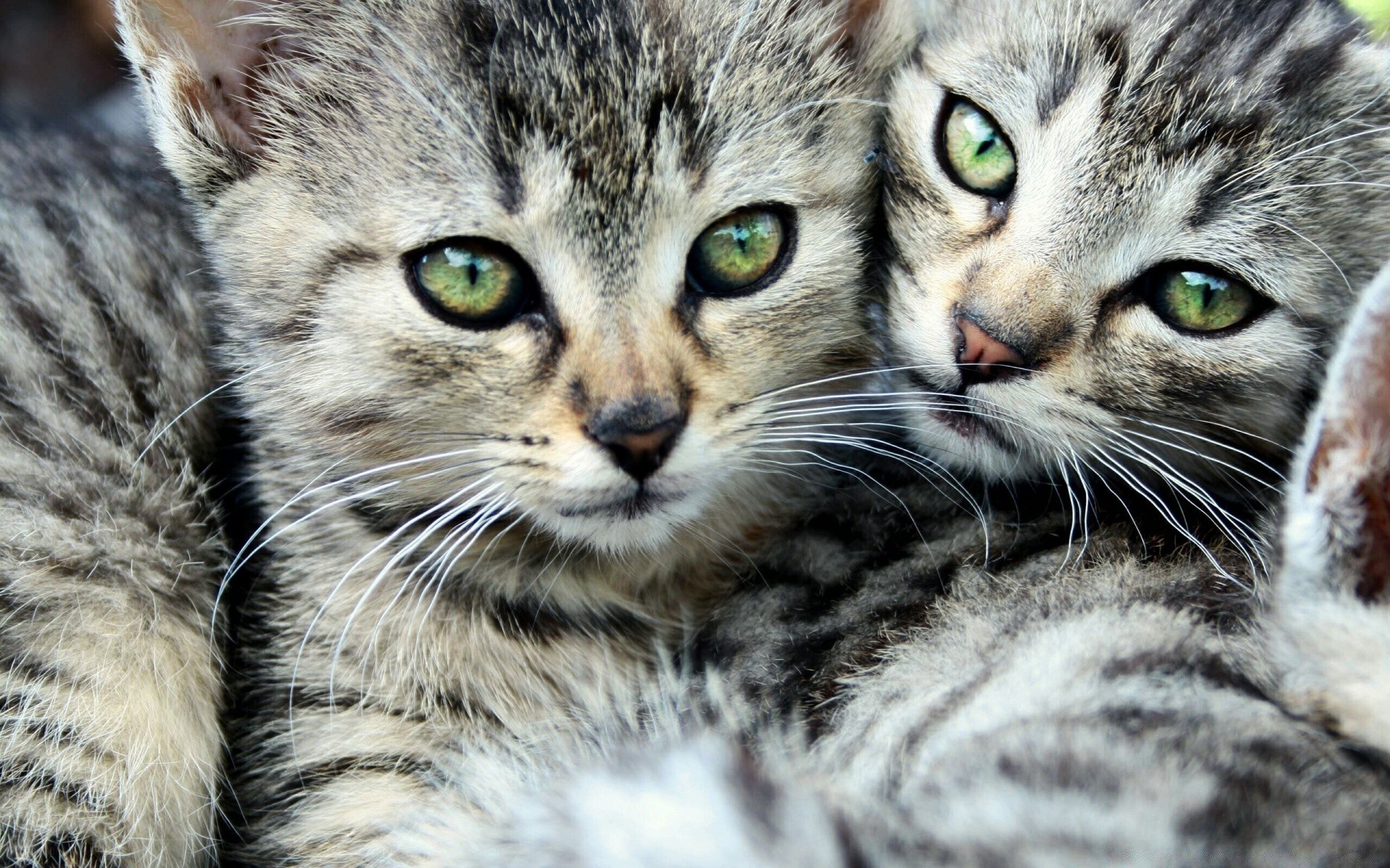 katze katze tier fell haustier kätzchen inländische niedlich säugetier flauschig tabby flaumig porträt liebenswert schnurrbart auge jung haar grau vorschau wenig