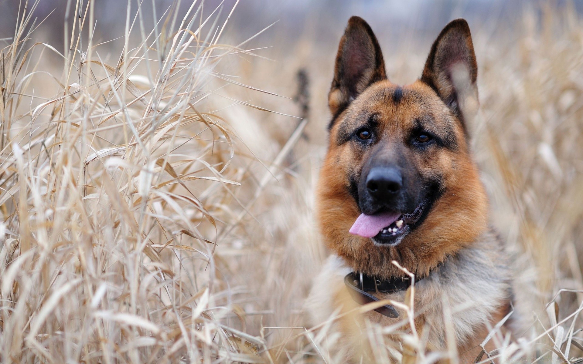 chien chien animal mignon mammifère nature animal de compagnie herbe à l extérieur cynologue portrait fourrure