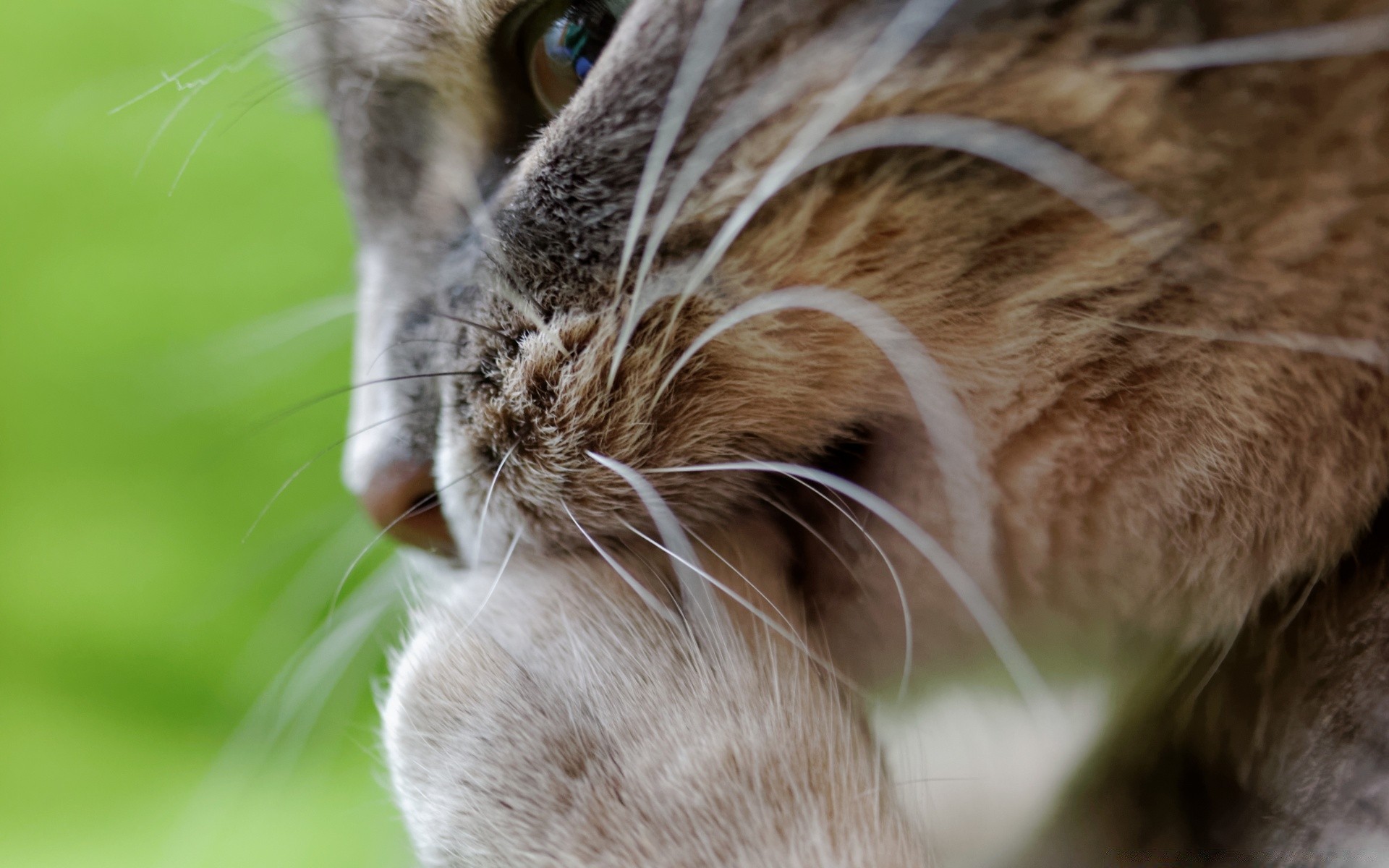 cats animal pet cat mammal cute portrait fur young nature eye domestic little looking nose hair wildlife