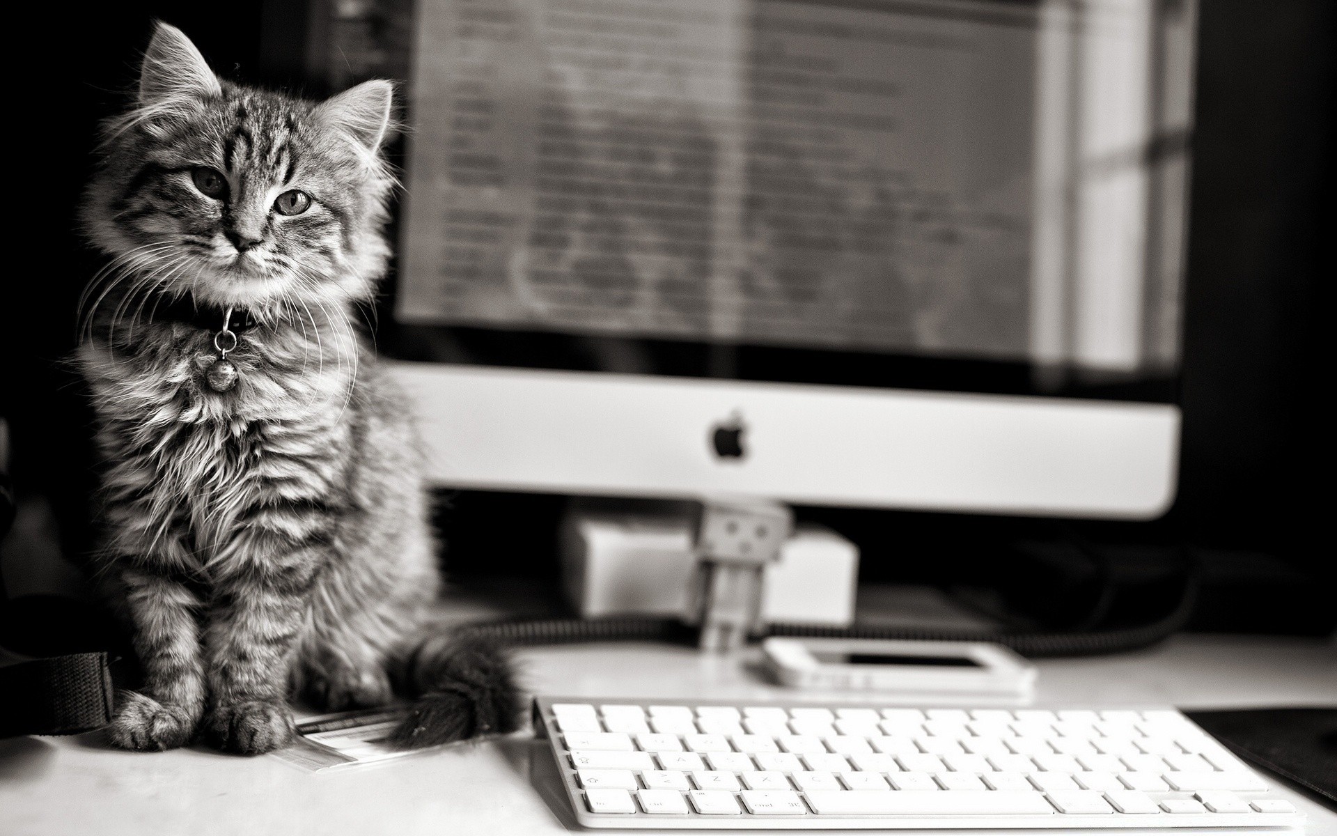 katzen monochrom katze ein drinnen porträt sitzen maus computer anzeigen