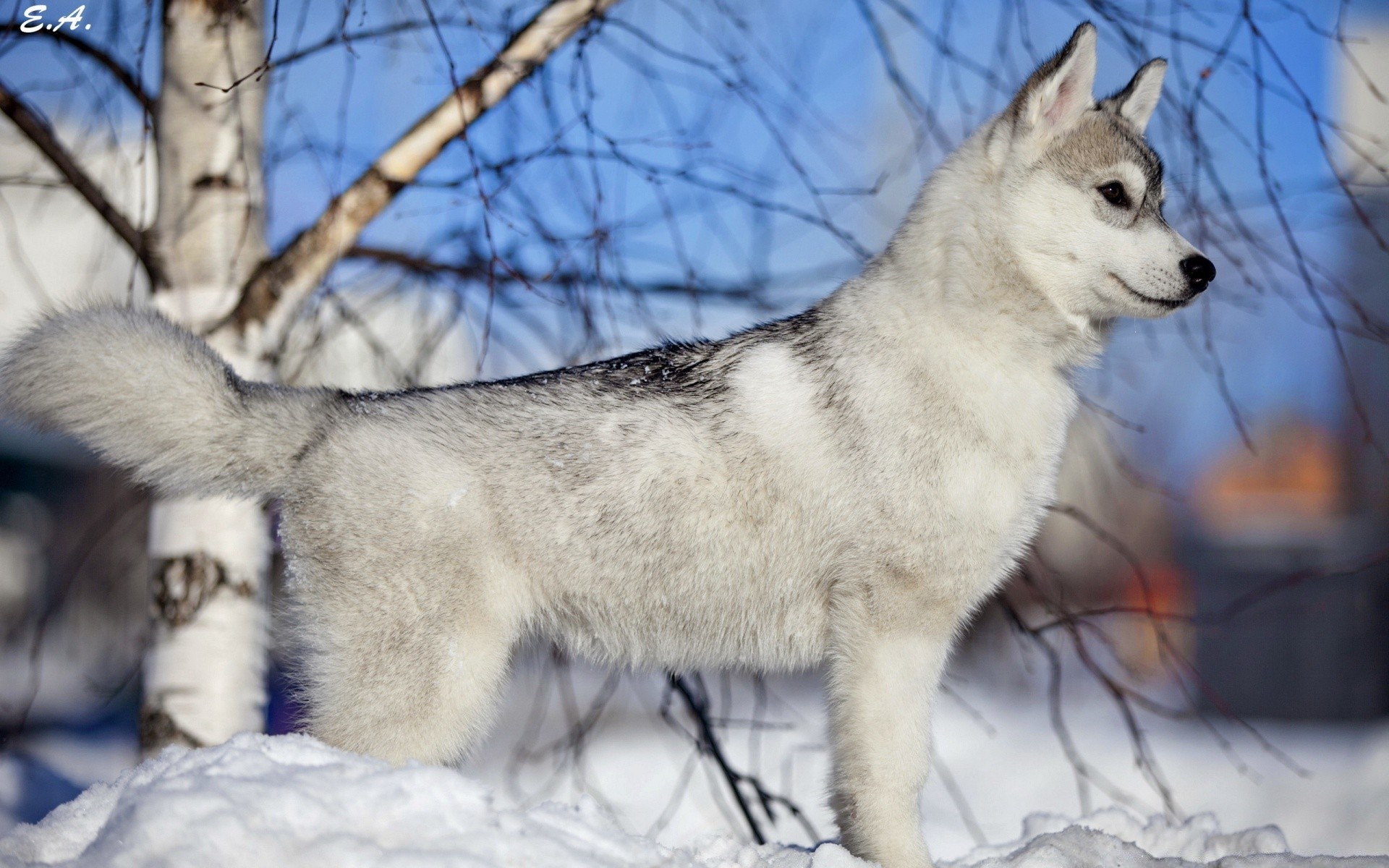 dogs winter snow frosty mammal wolf canine dog cold polar sledge animal wildlife portrait tree nature