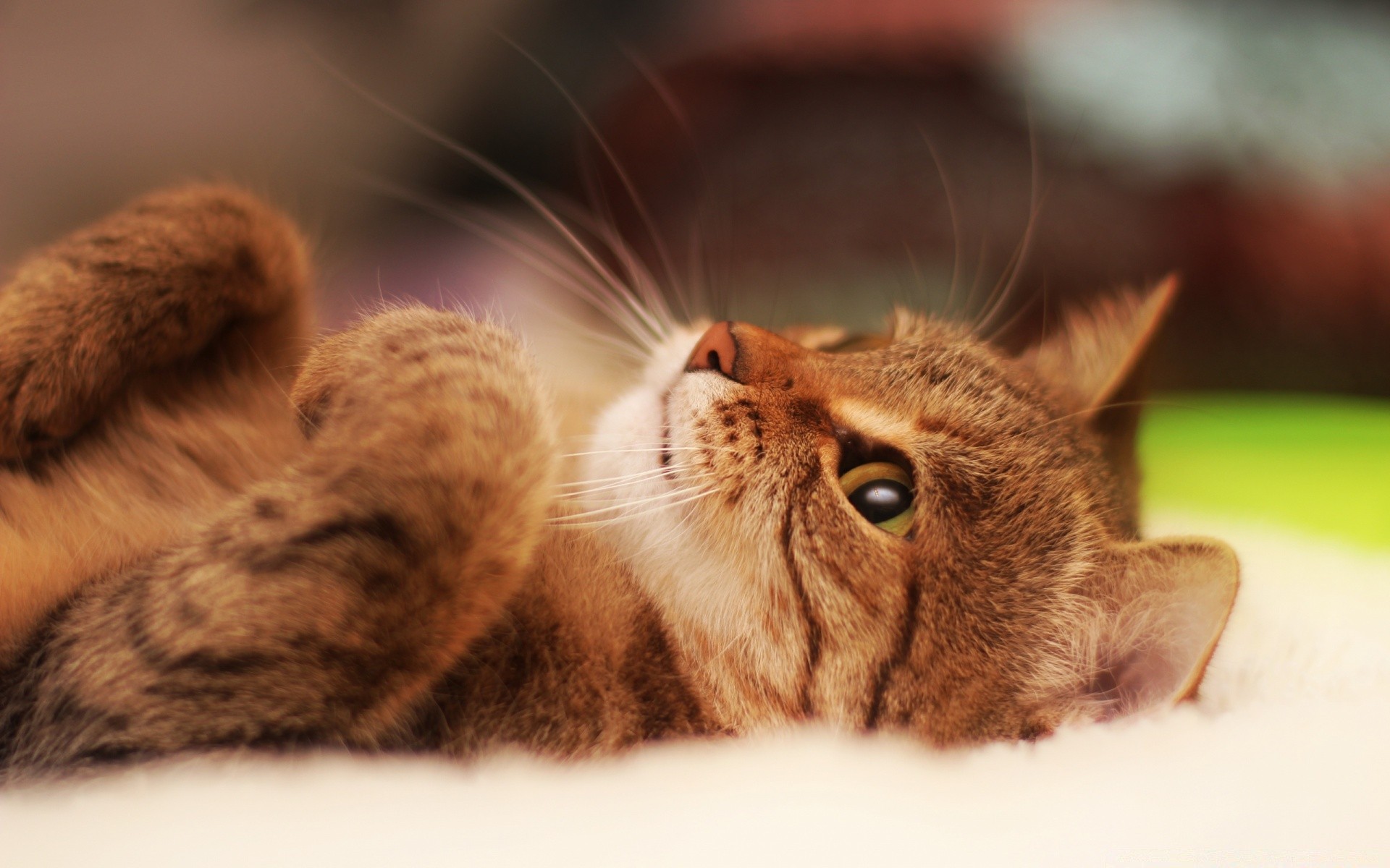 katze katze haustier säugetier niedlich tier fell inländische kätzchen flaumig flauschig liebenswert porträt wenig schnurrbart pfote haar studio vorschau kind auge