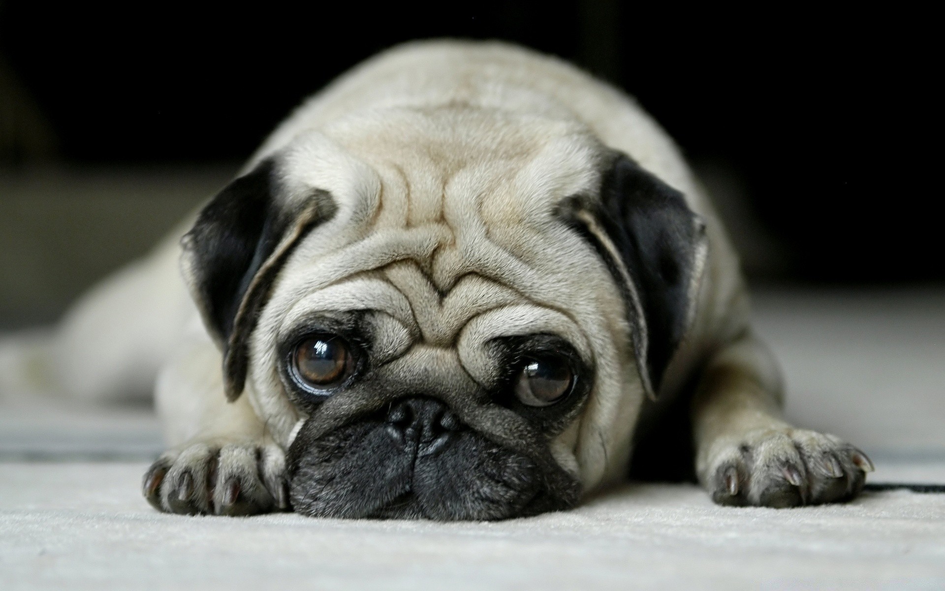 hunde hund hundeführer welpe säugetier tier haustier porträt maulkorb niedlich rasse reinrassig liebenswert bulldogge inländische stier wenig studio falten stammbaum