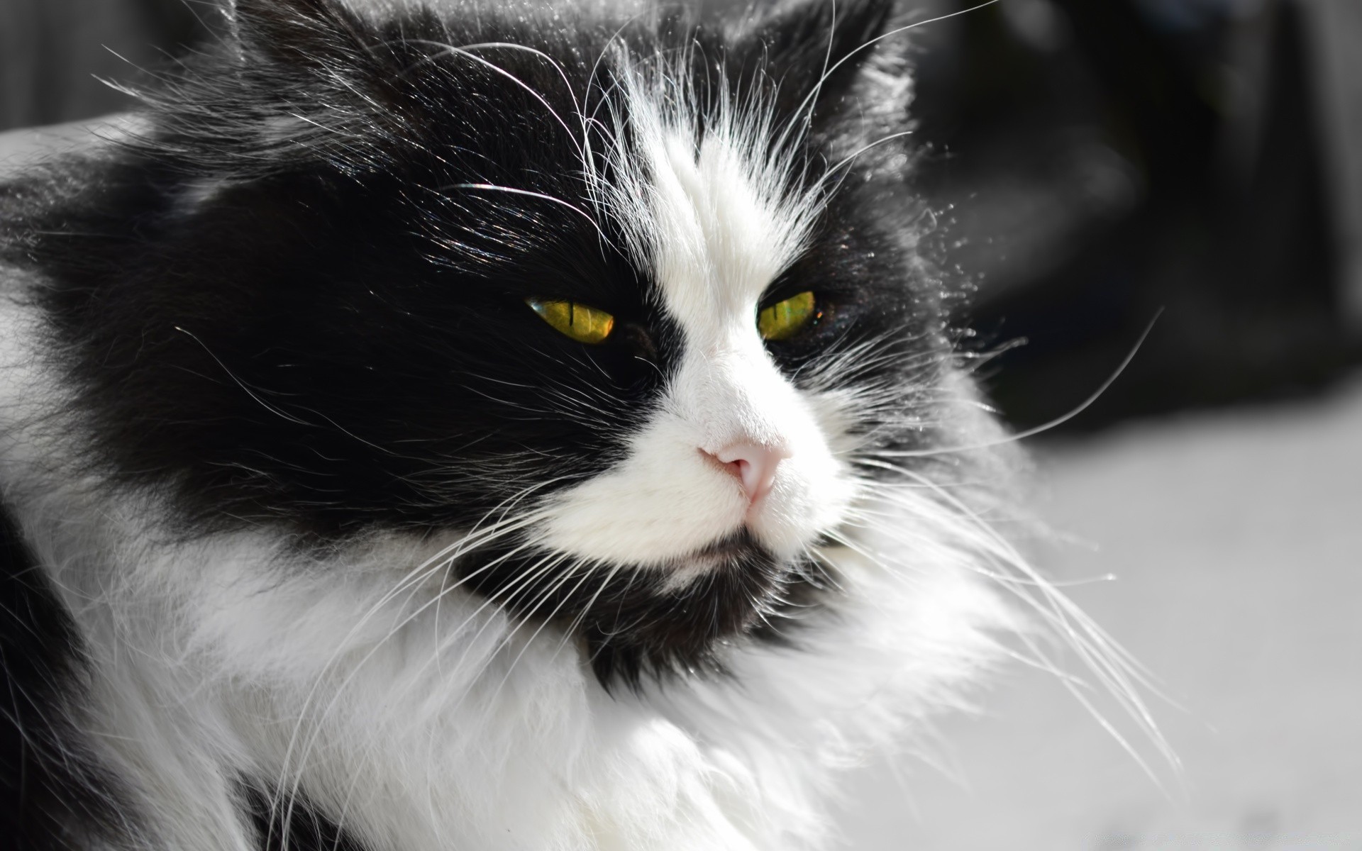 katze katze haustier kätzchen tier säugetier fell porträt flaumig niedlich auge inländische flauschig schnurrbart wenig