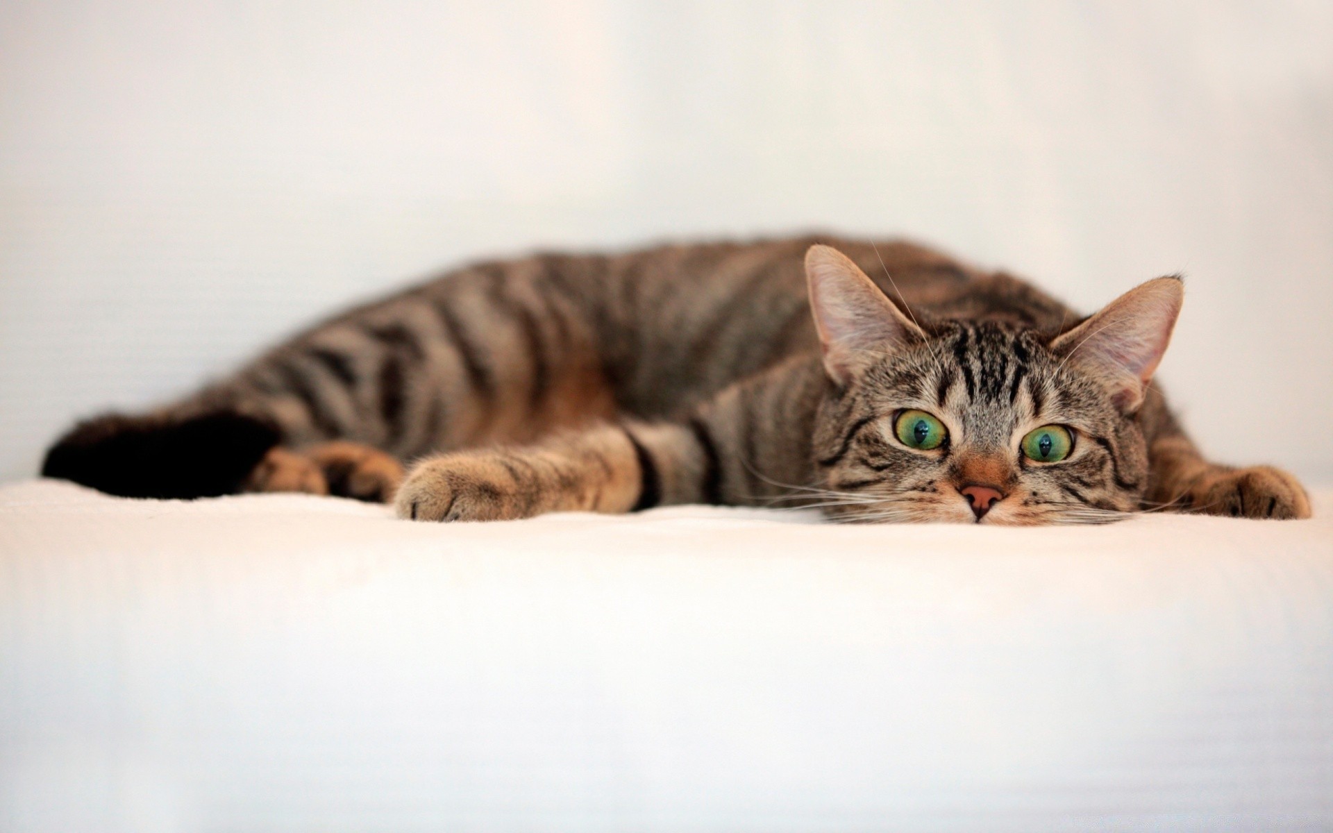 katze katze kätzchen haustier säugetier porträt tier niedlich schlafen ein inländische fell auge anzeigen