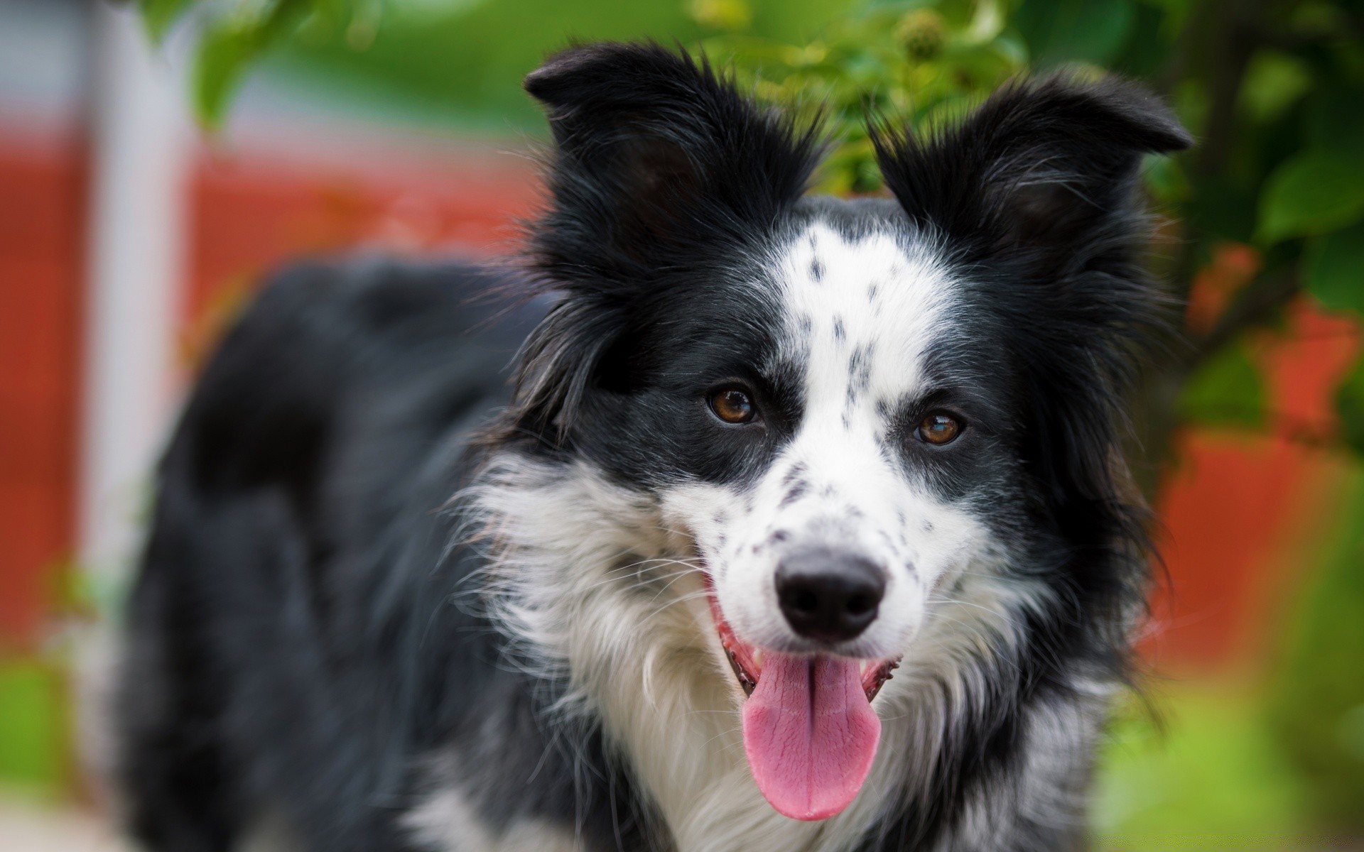 cani cane animale mammifero carino animale domestico ritratto pelliccia cane