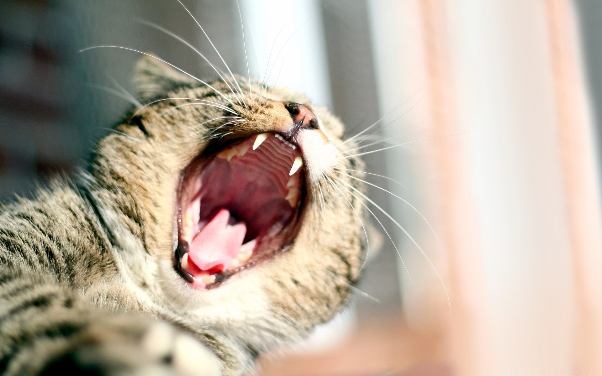 katze katze fell säugetier porträt tier natur tierwelt niedlich auge haustier schnurrbart kätzchen jung wild