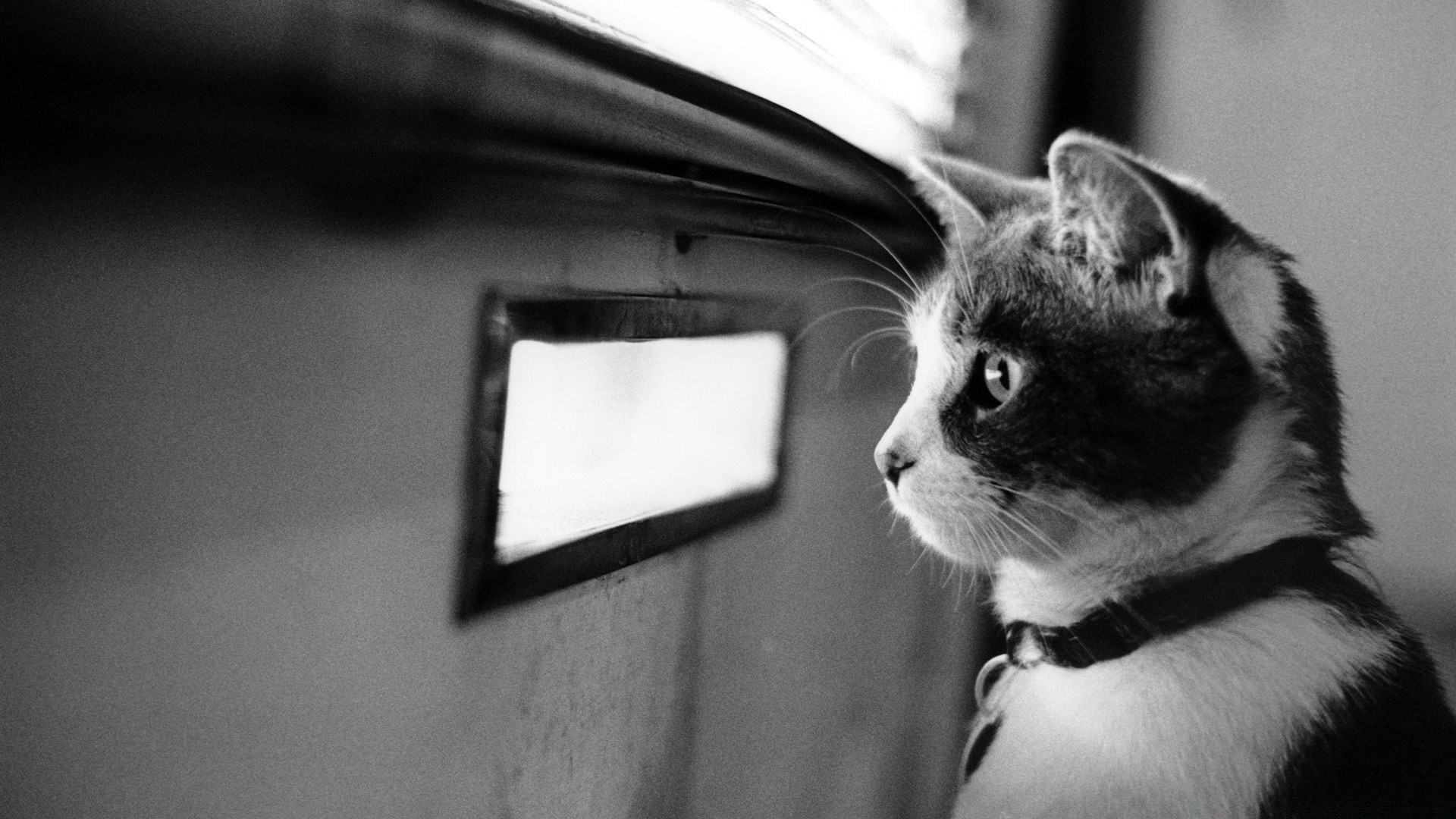 chat chat monochrome portrait animal oeil mammifère chaton animal de compagnie unique mignon rue