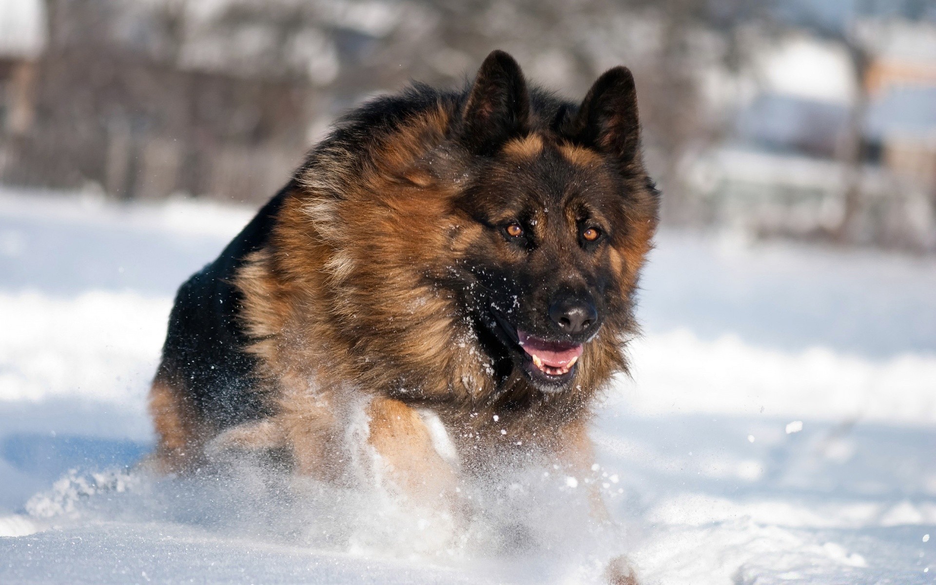 cani neve inverno mammifero freddo canino all aperto cane singolo ritratto carino pelliccia natura gelido vista