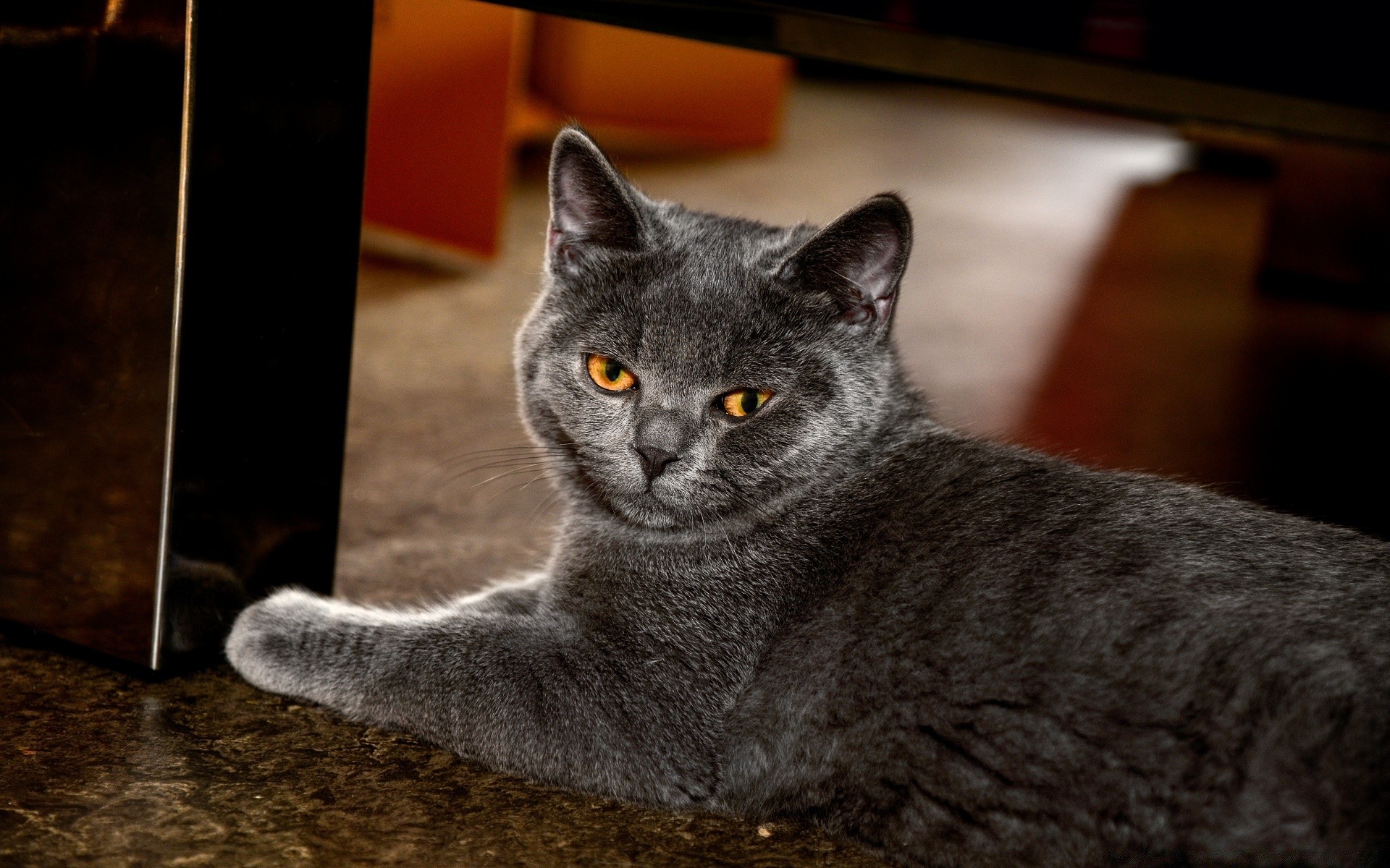 gatos gato mamífero animal de estimação retrato animal doméstico bonito solteiro gatinho olho pele sente-se