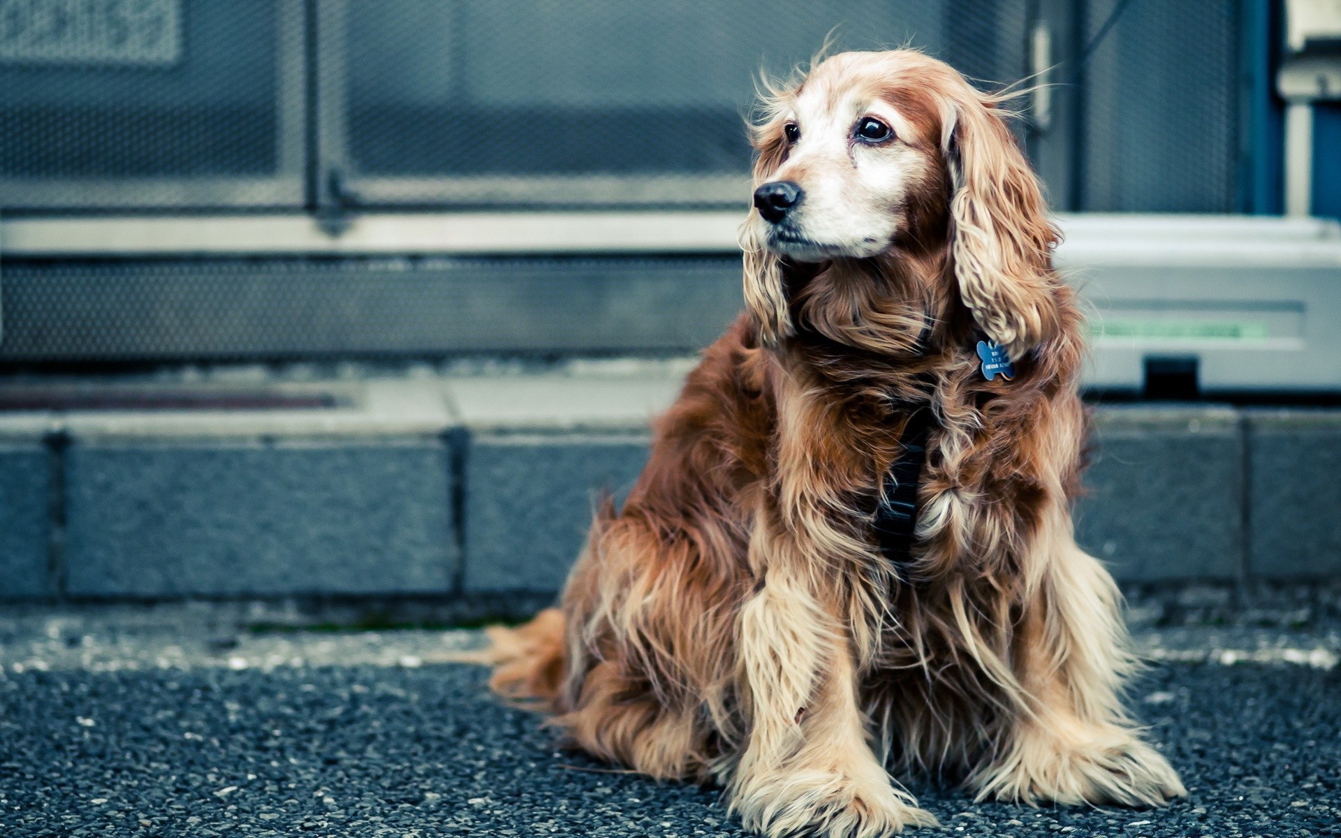 chien mignon chien animal de compagnie portrait cynologue s asseoir jeune animal mammifère domestique peu adorable aperçu chiot race attendre épagneul pur-sang fourrure cheveux