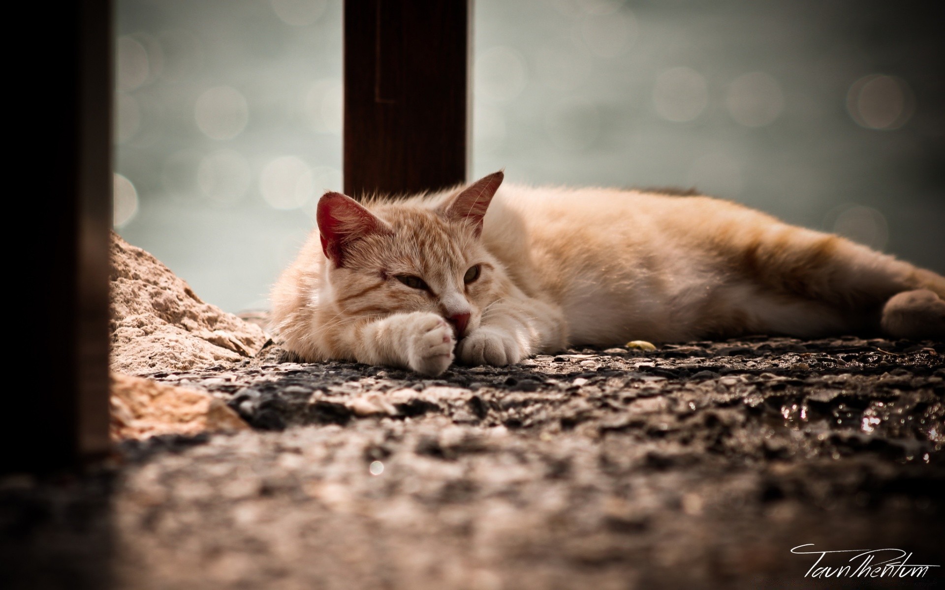 cats cat cute fur kitten animal sleep