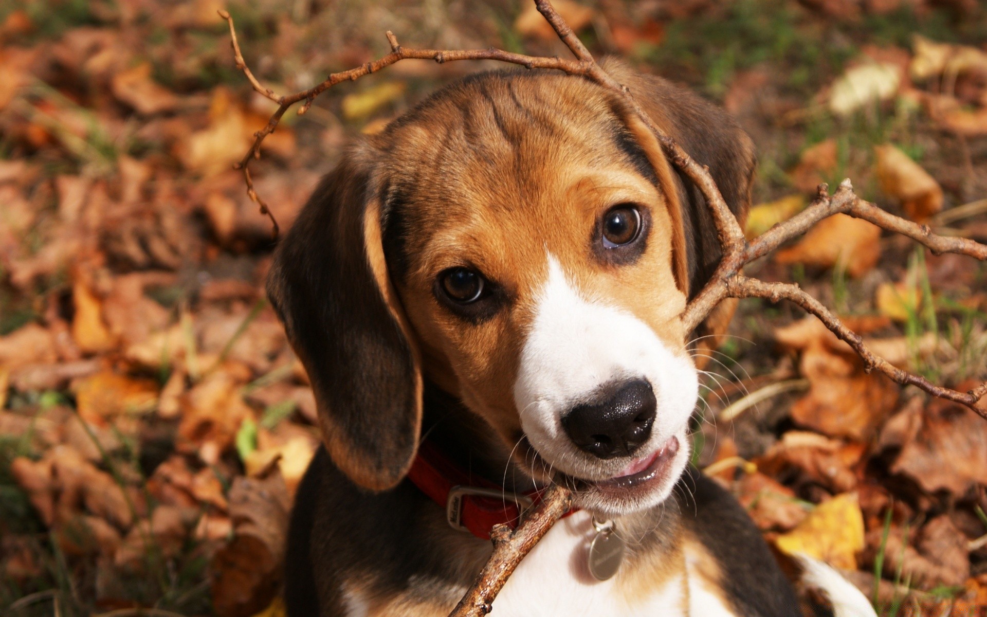 chien chien mignon mammifère pet animal cynologue chiot nature portrait adorable jeune petit beagle domestique aperçu herbe chien