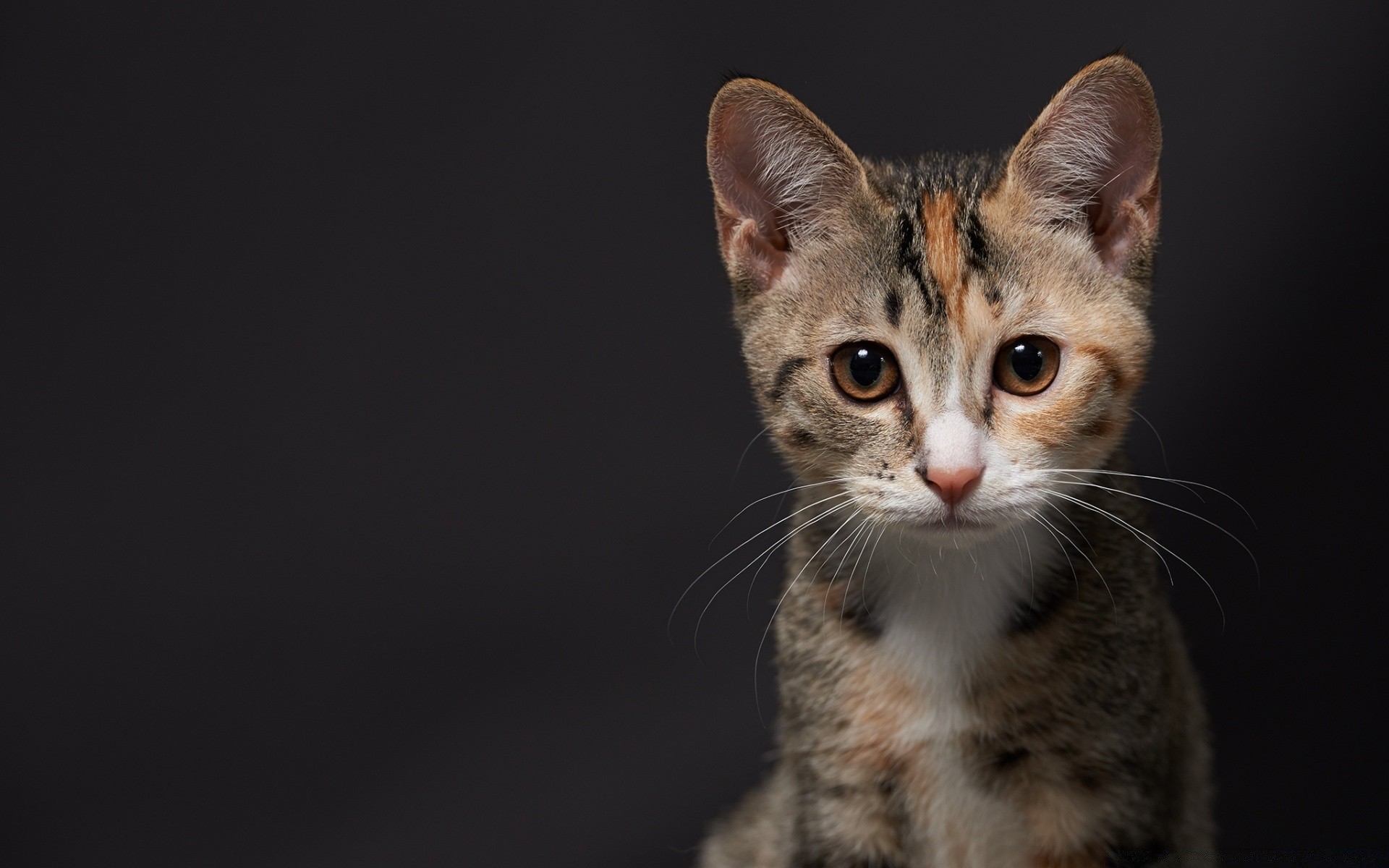 katzen niedlich katze auge säugetier junge haustier porträt fell tier