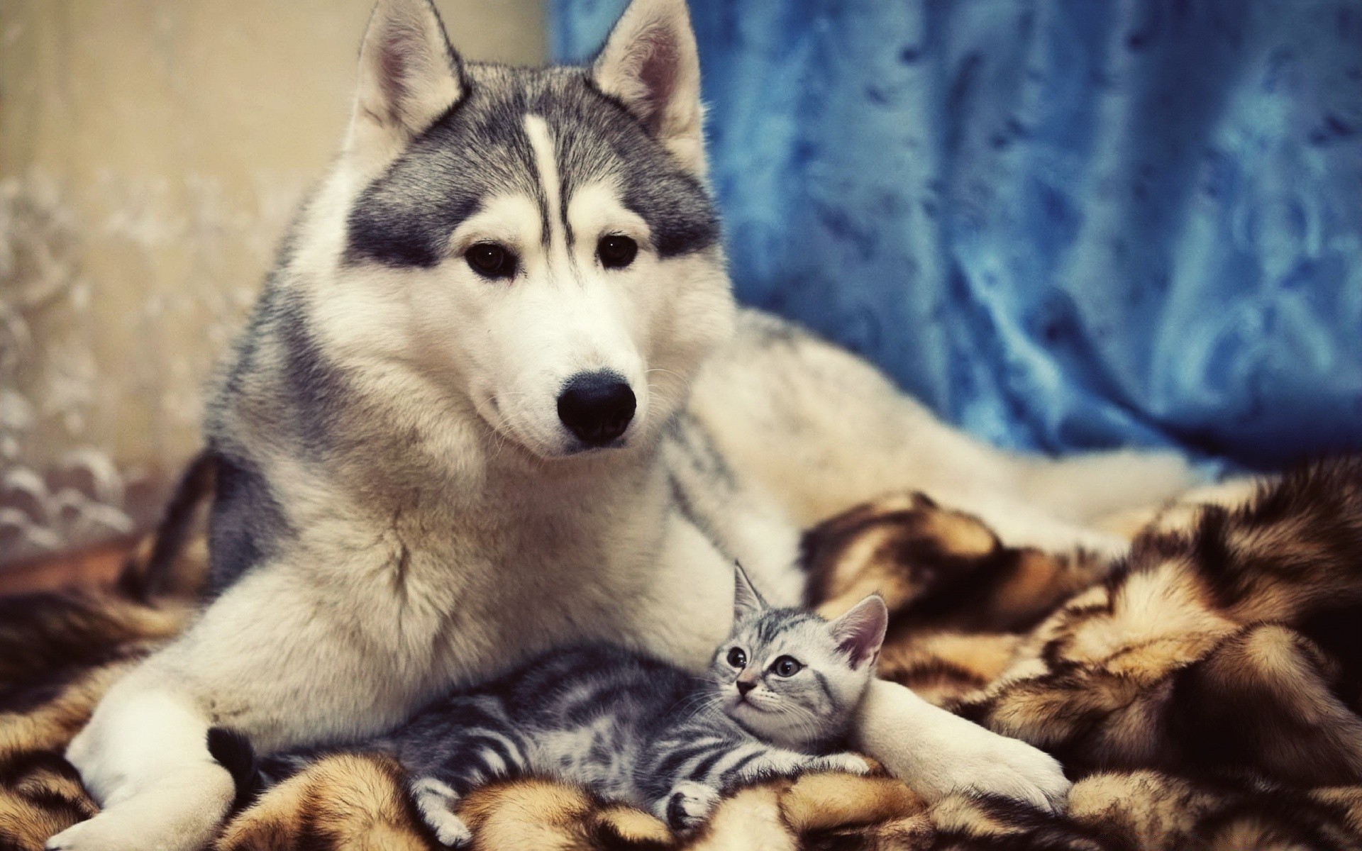 köpekler memeli hayvan portre evde beslenen hayvan sevimli köpek sibirya köpek eğitmeni kürk genç göz yerli tarama