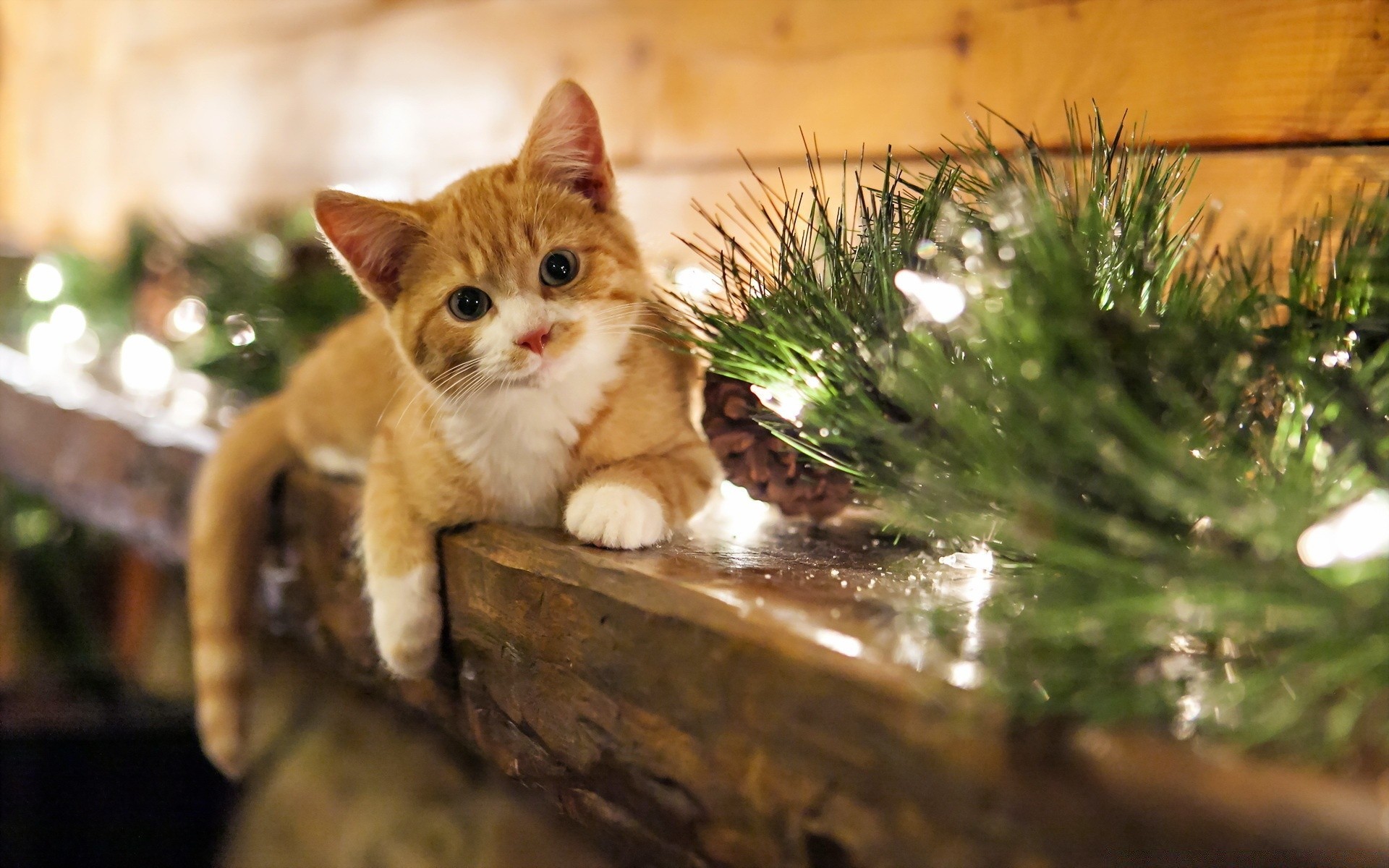 katzen katze tier natur niedlich säugetier wenig