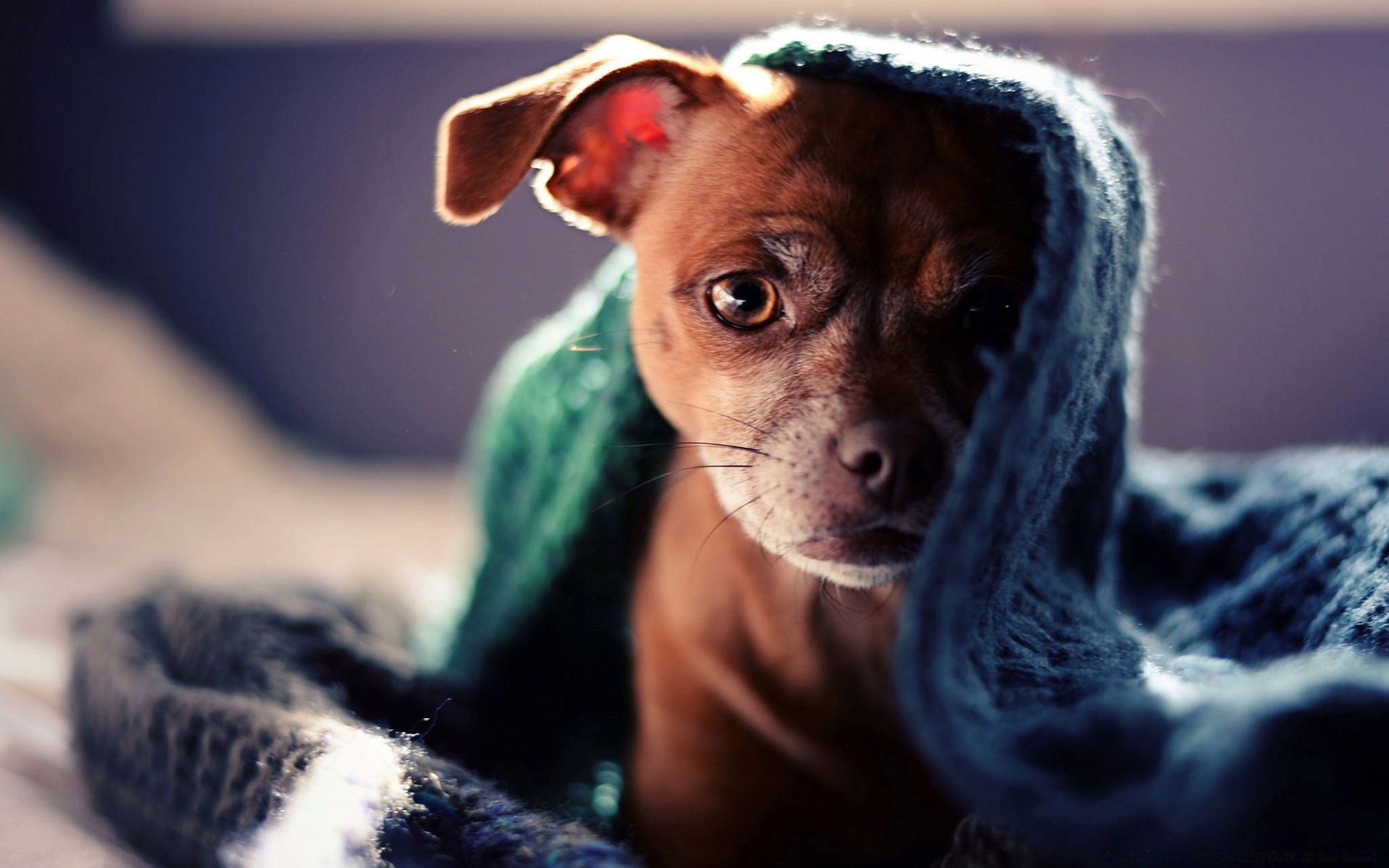 hund hund porträt haustier säugetier tier eins niedlich kind welpe hundespezialist auge wenig