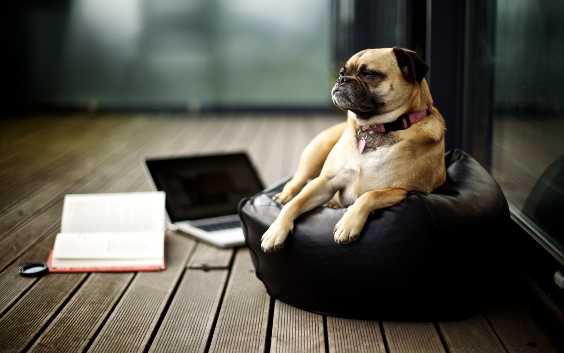 hund hund porträt sitzen hundesprecher sitzen haustier drinnen ort säugetier ein möbel niedlich stuhl ansicht sofa zimmer welpe