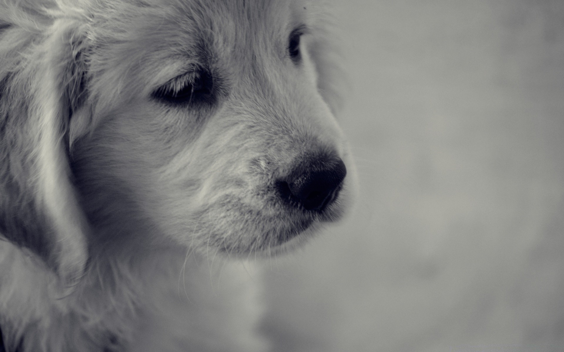 chien chien mammifère cynologue portrait animal de compagnie animal mignon chiot oeil unique fourrure hiver