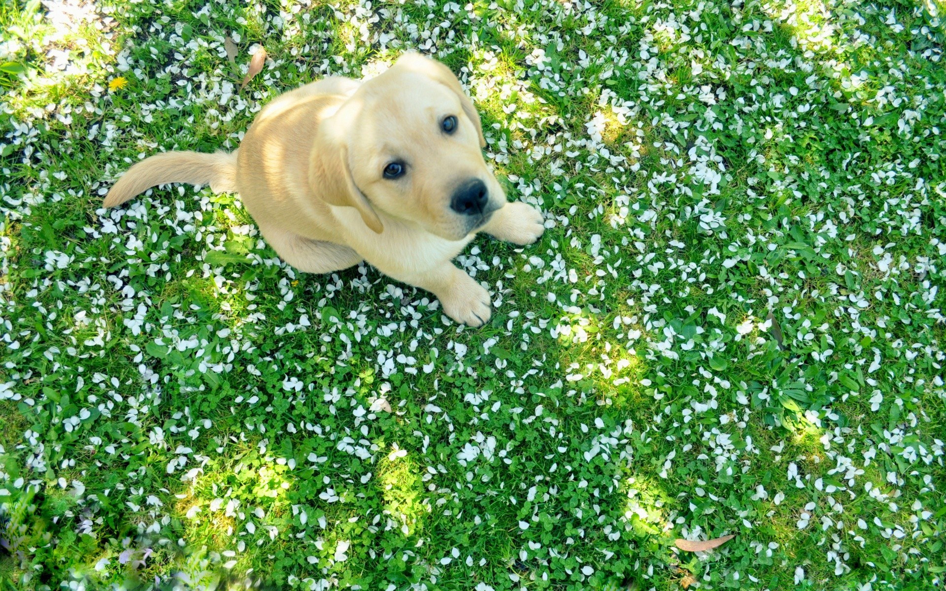 hunde gras natur sommer niedlich blatt blume im freien garten park feld wenig umwelt flora schön