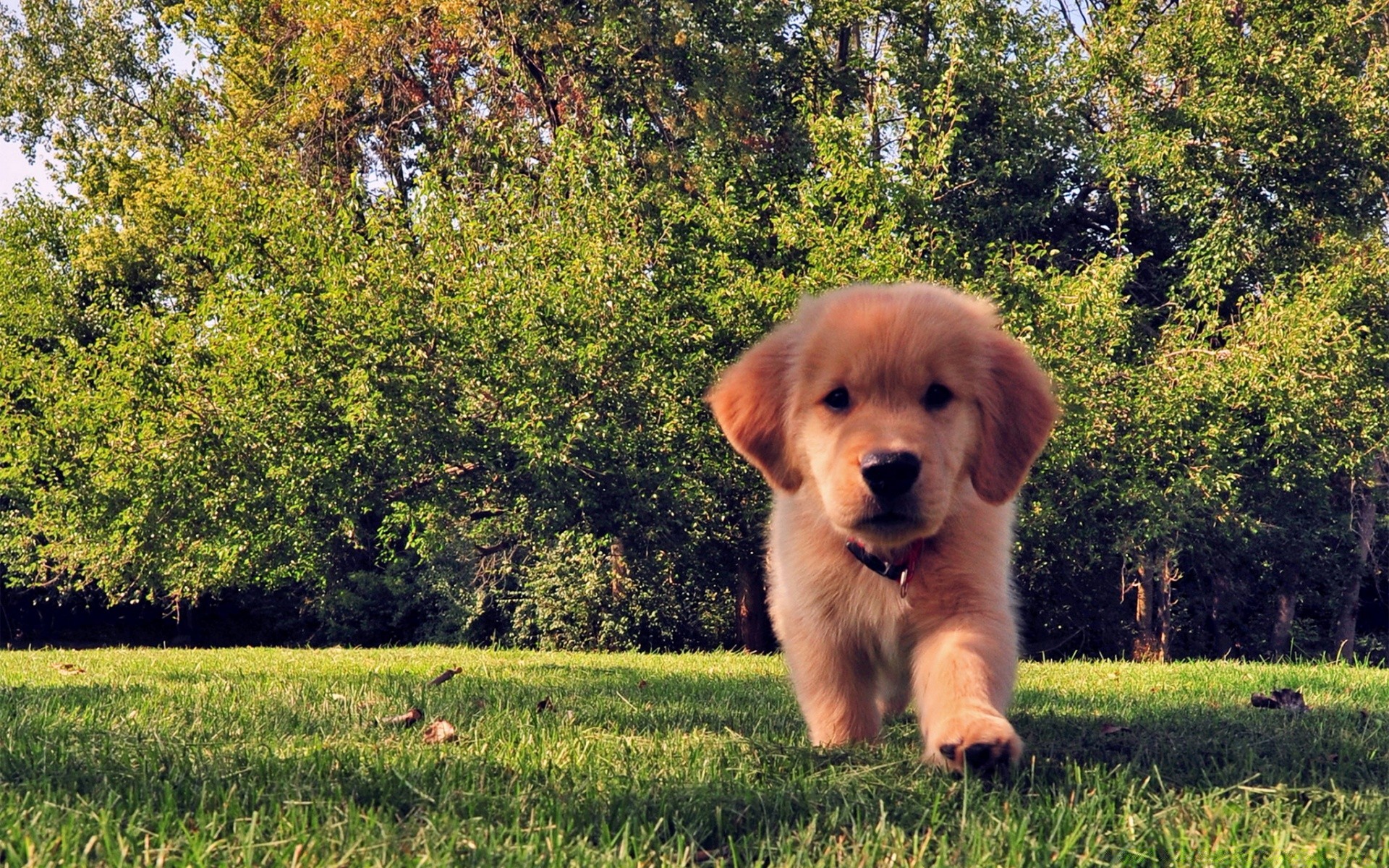 köpekler çimen köpek sevimli doğa yaz alan açık havada saman biçme makinesi memeli köpek eğitmeni evde beslenen hayvan