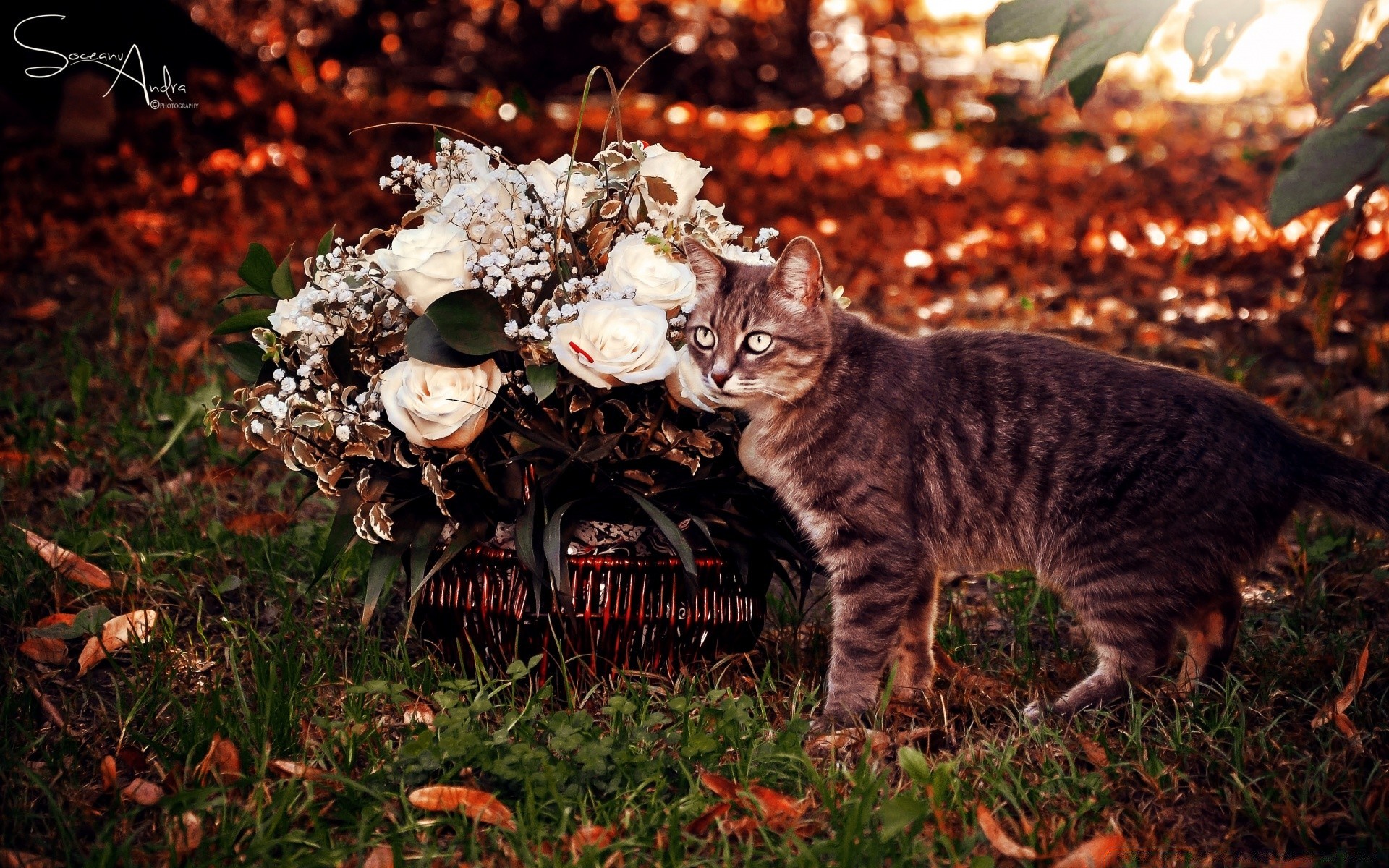 gatos mamífero naturaleza al aire libre otoño gato árbol hoja hierba solo lindo retrato