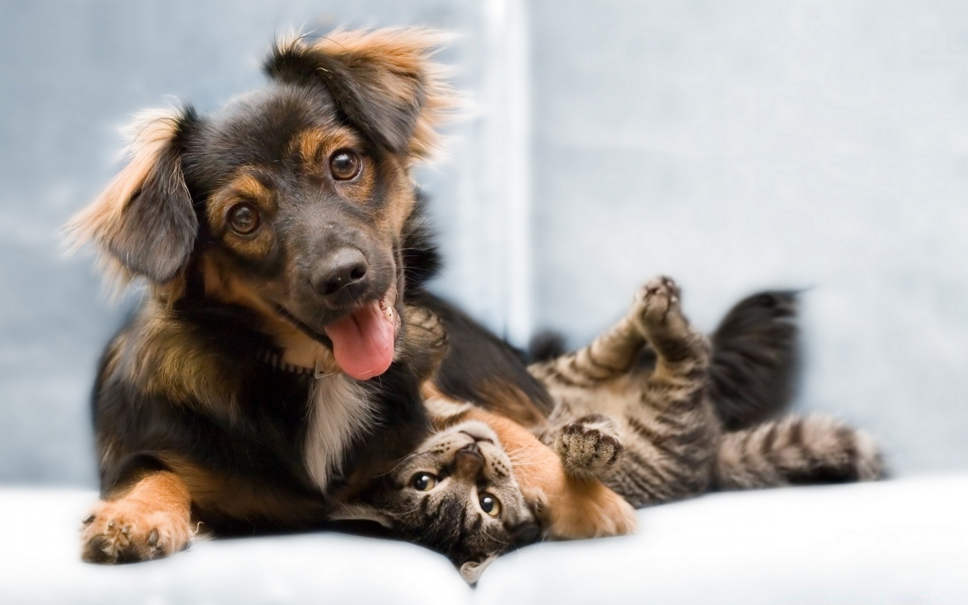 cane mammifero animale domestico cane carino animale canino cucciolo ritratto pelliccia piccolo visualizzazione razza sedersi