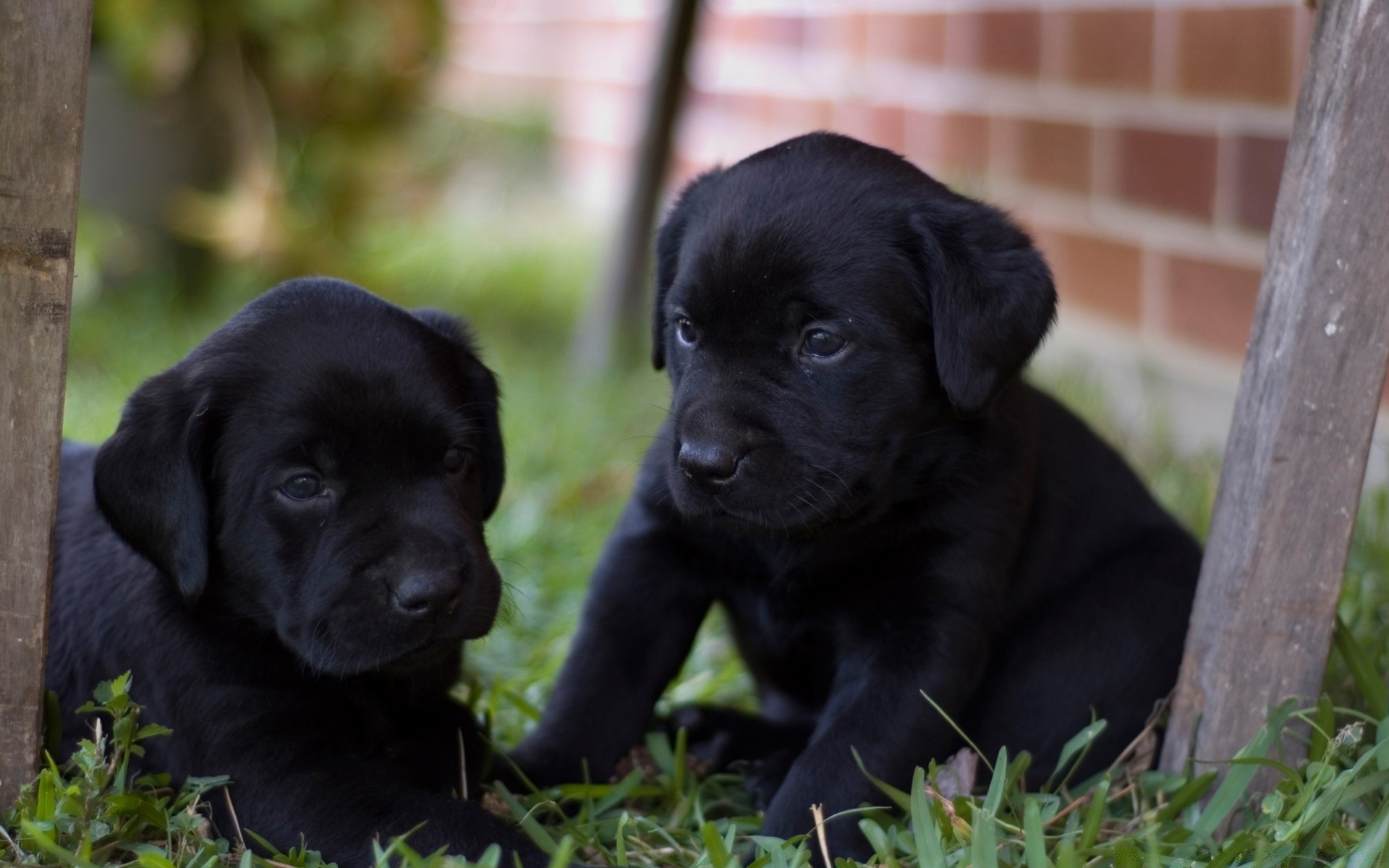 hunde hund hundeführer haustier welpe niedlich säugetier porträt tier freundschaft retriever kind wenig gras sitzen ansicht rasse labrador retriever inländische reinrassige